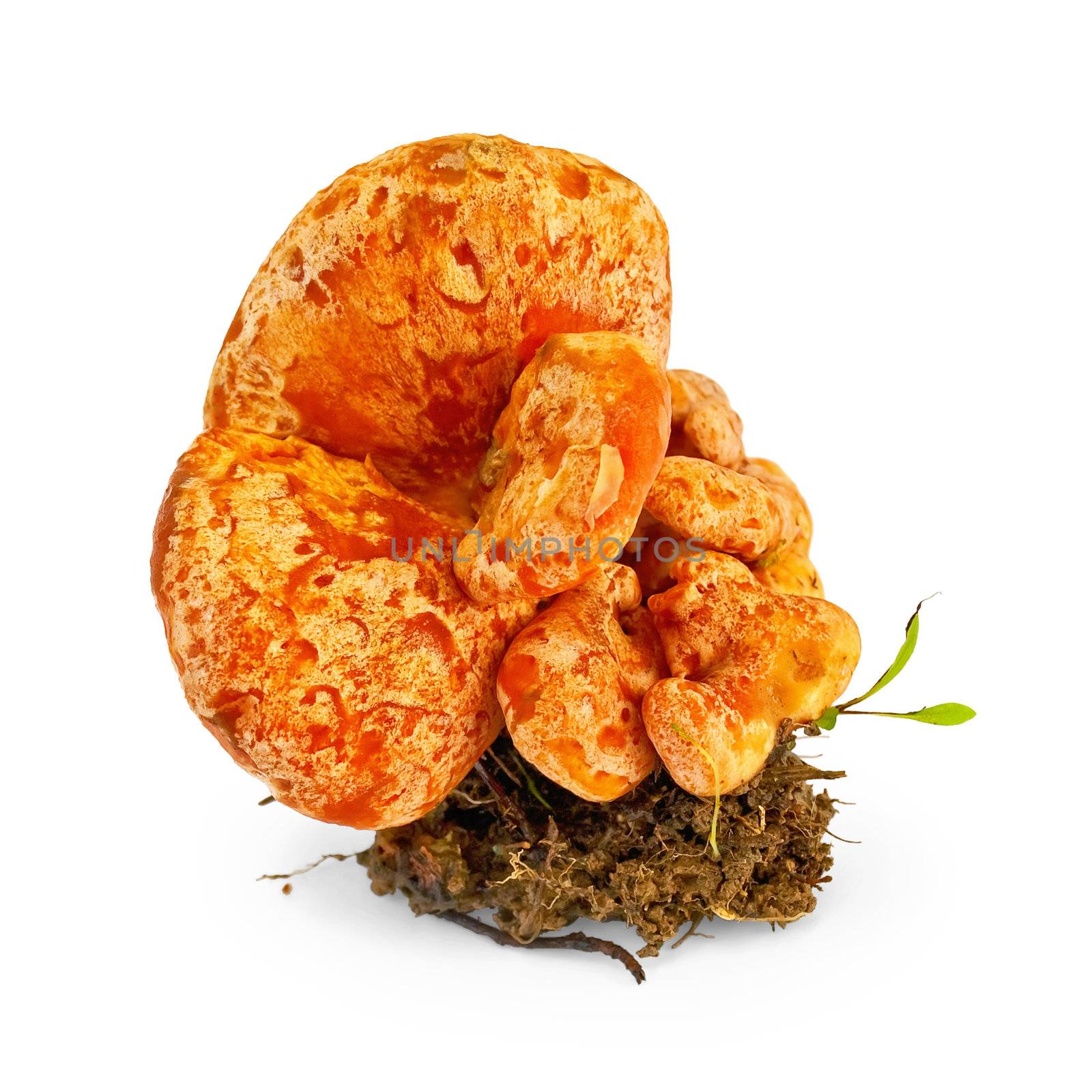 Mushroom saffron to the ground and the green shoots isolated on a white background