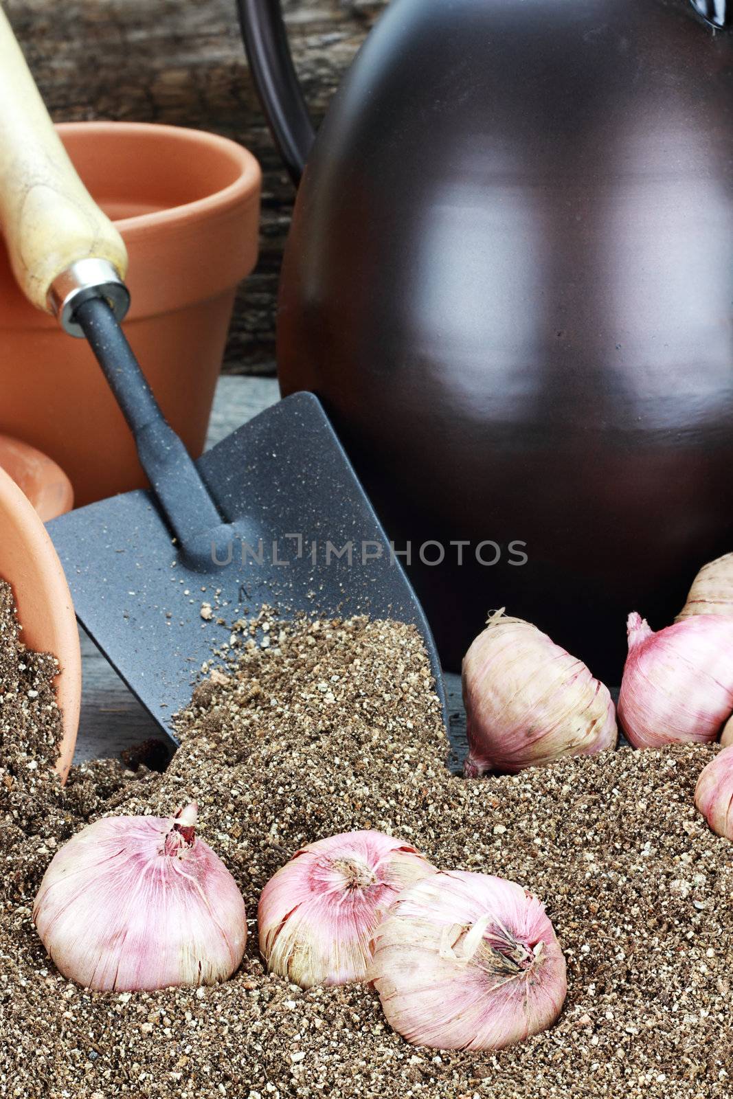 Flower corms or bulbs in potting soil with wateringcans, flower pots, and trowel. 