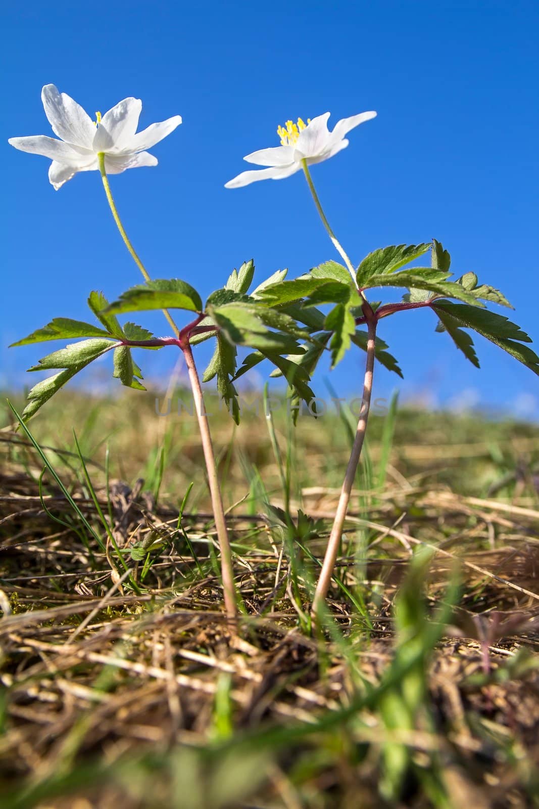 Anemone nemorosa - spring flower against the sky