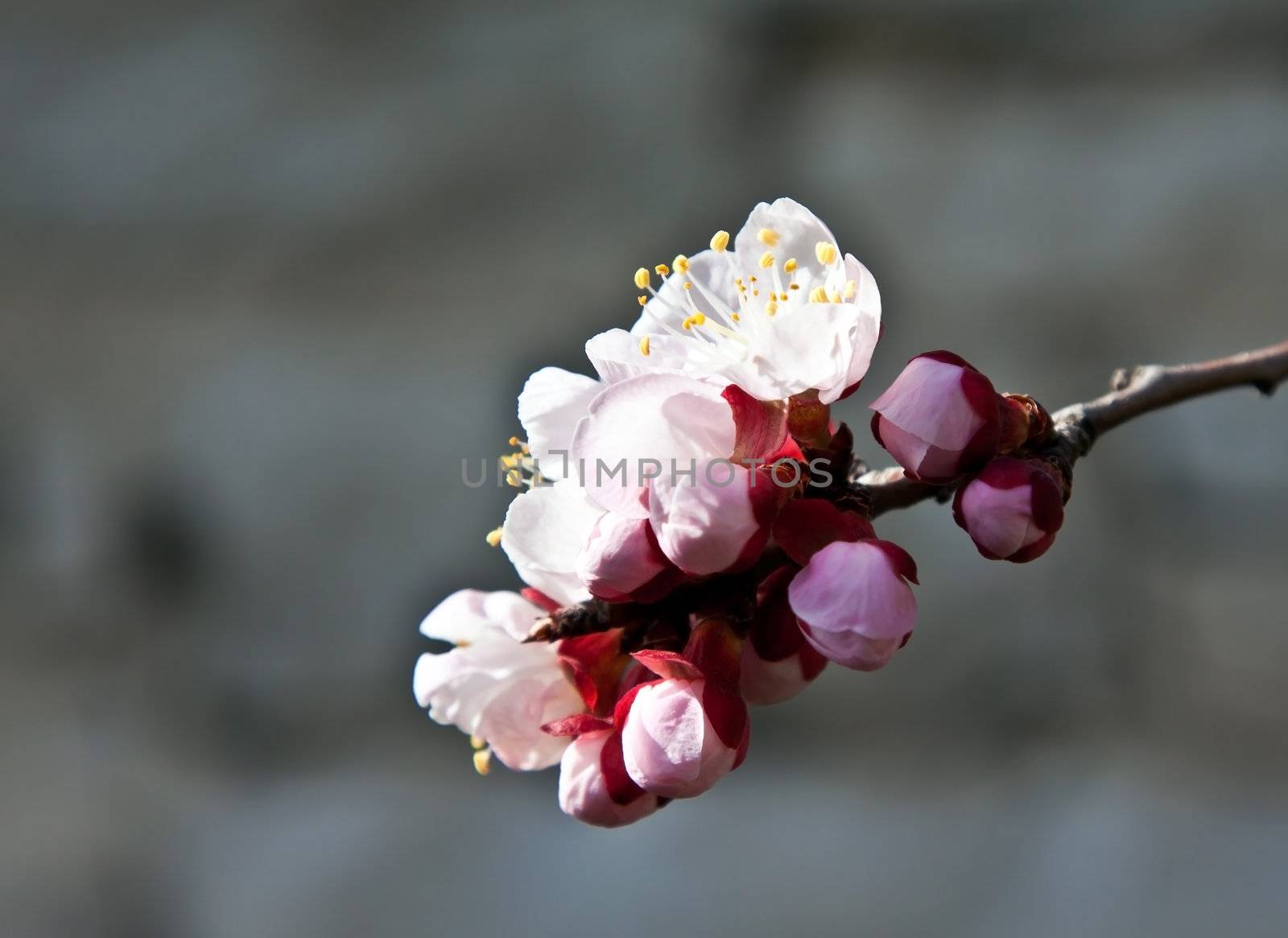 apricot flower by sewer12