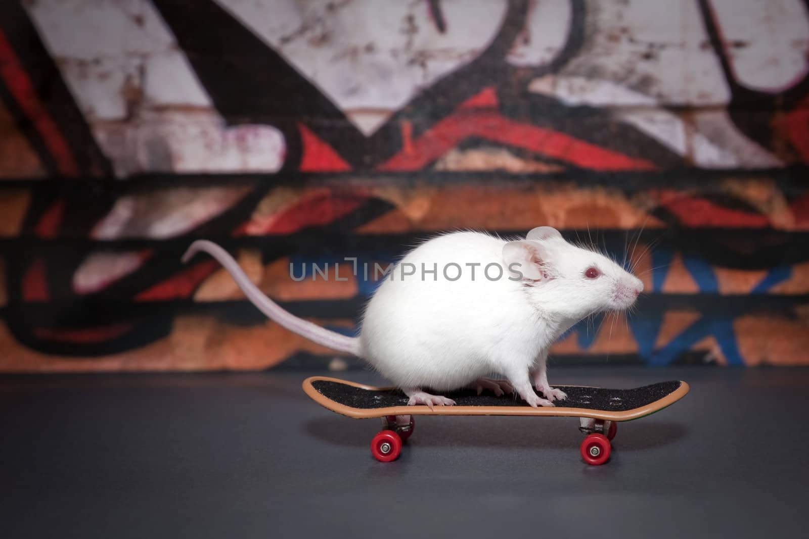 A small white mouse is skateboarding in the street.