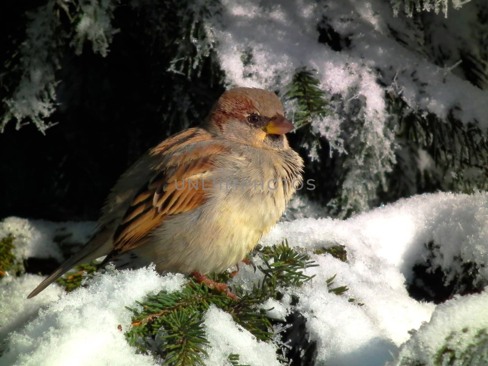 young birdie sitting on a spruce in mid winter