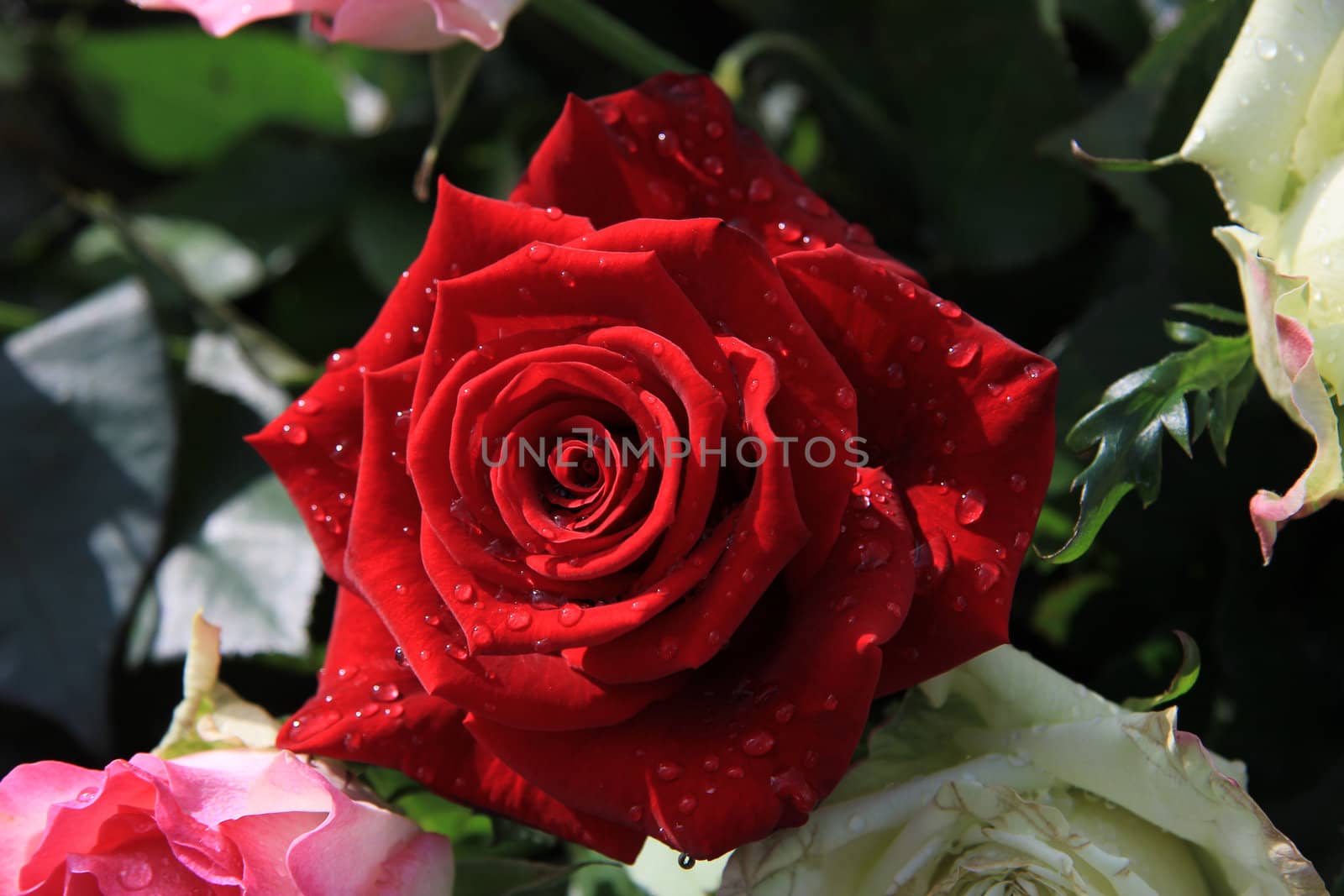 Close up of a red wet rose, drops of water in the sun