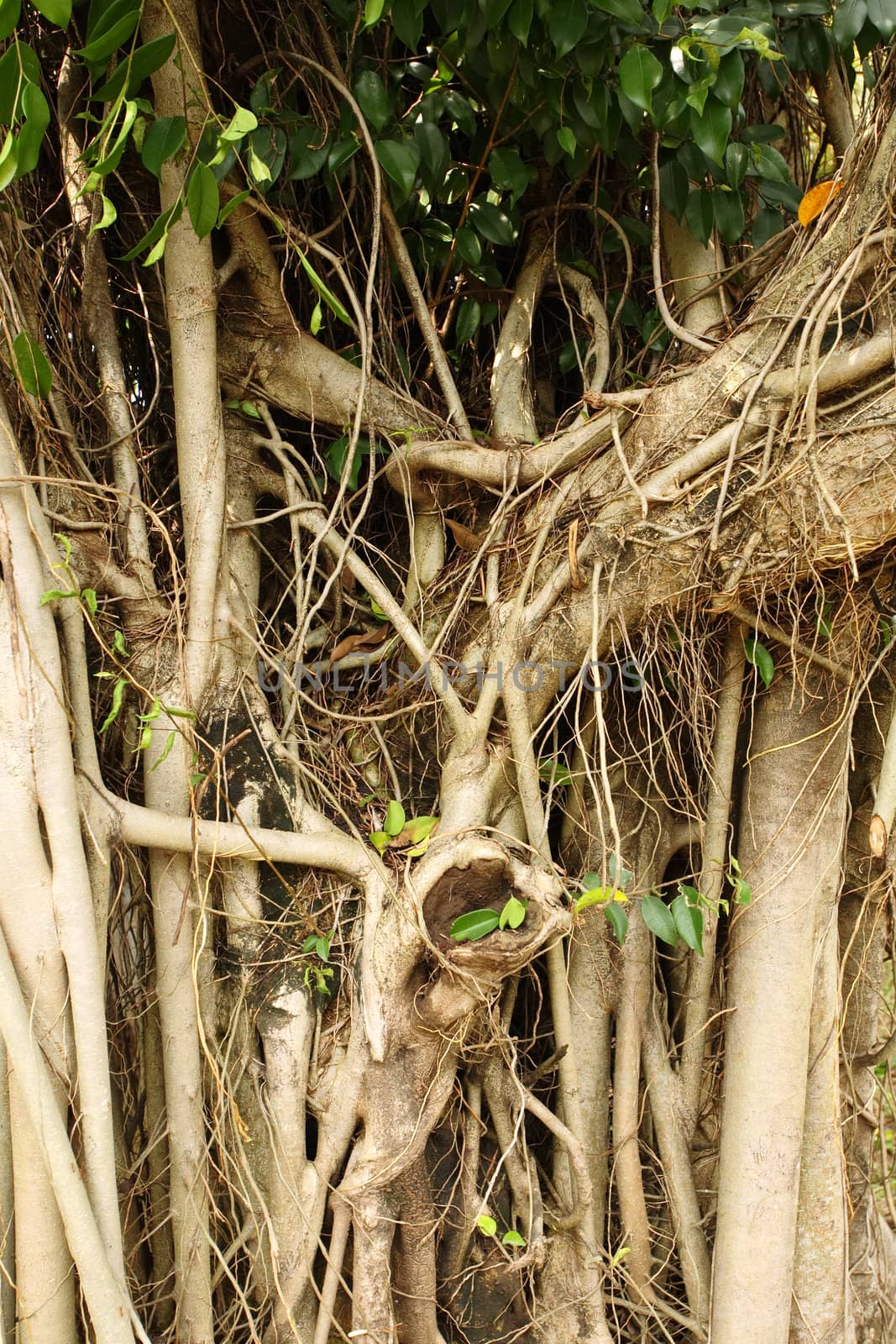 Close up of large old Banyan tree with roots which grow downwards