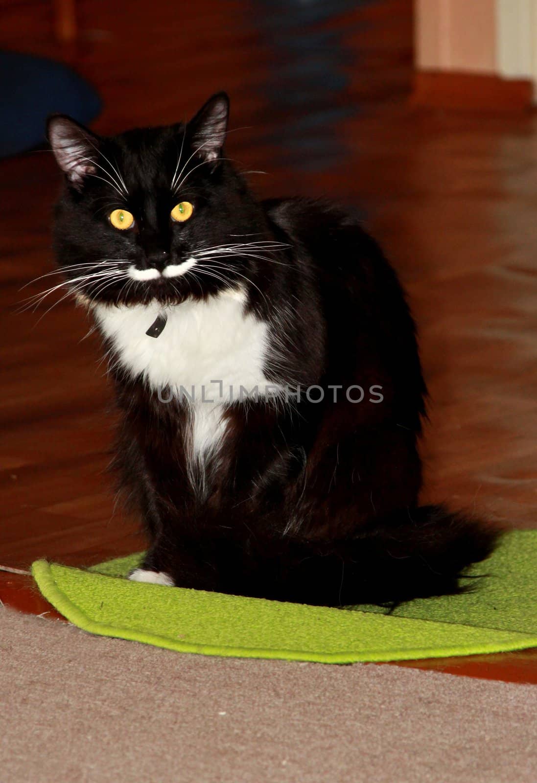  black and white  cat with a long mustache by Metanna