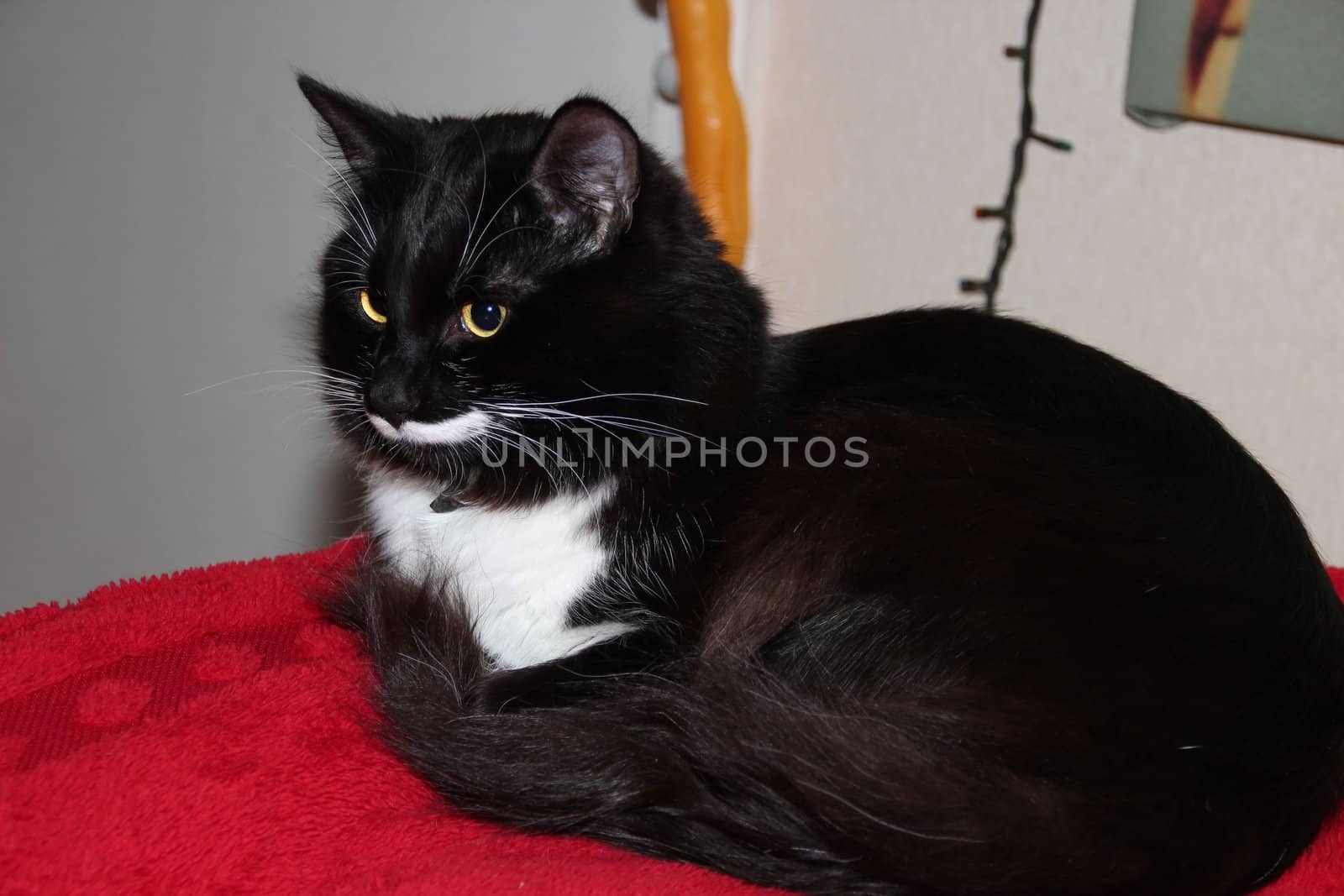 Handsome male black and white cat with a long mustache sitting in the snow