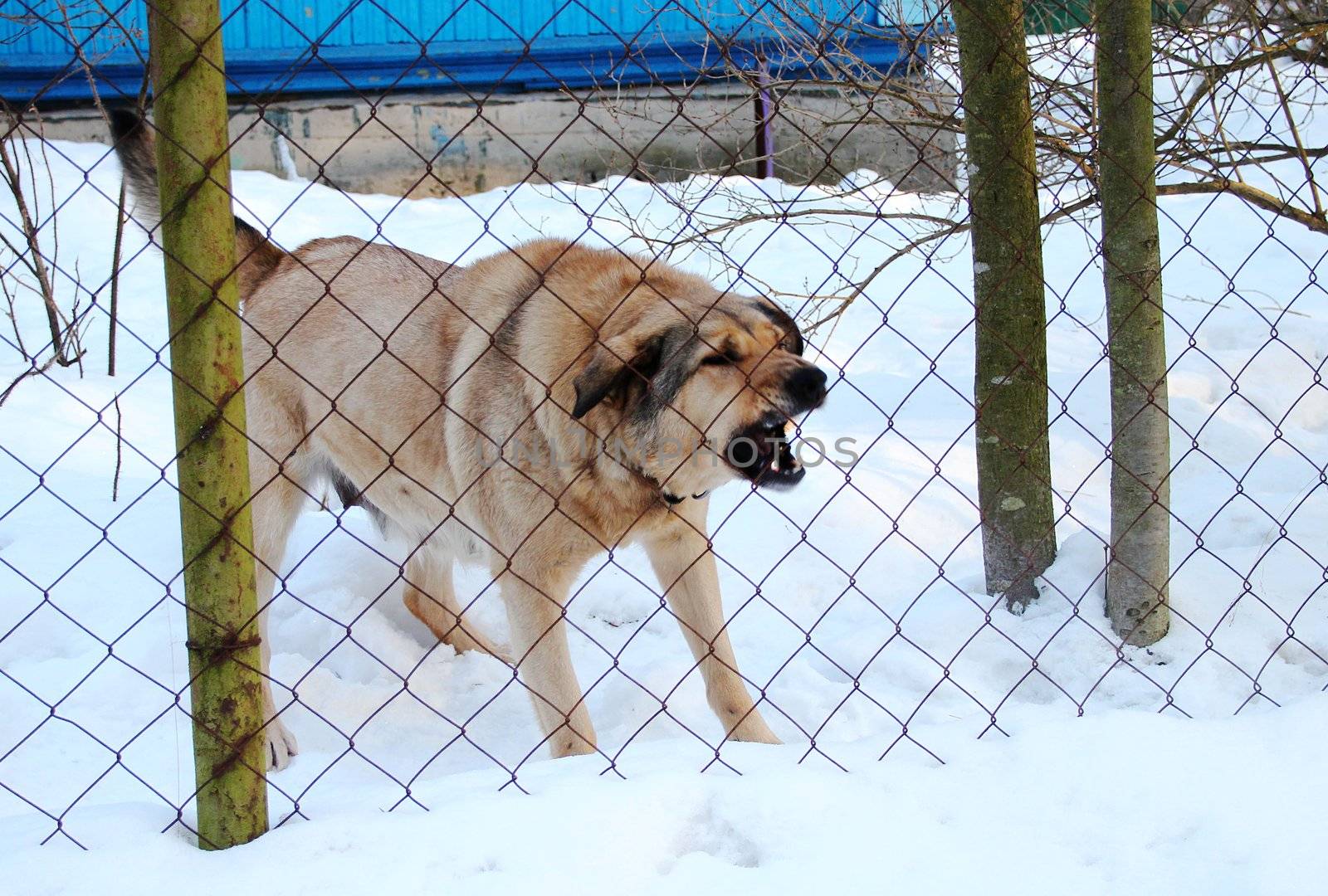 Beige dog barks, the guards behind the fence in the winter