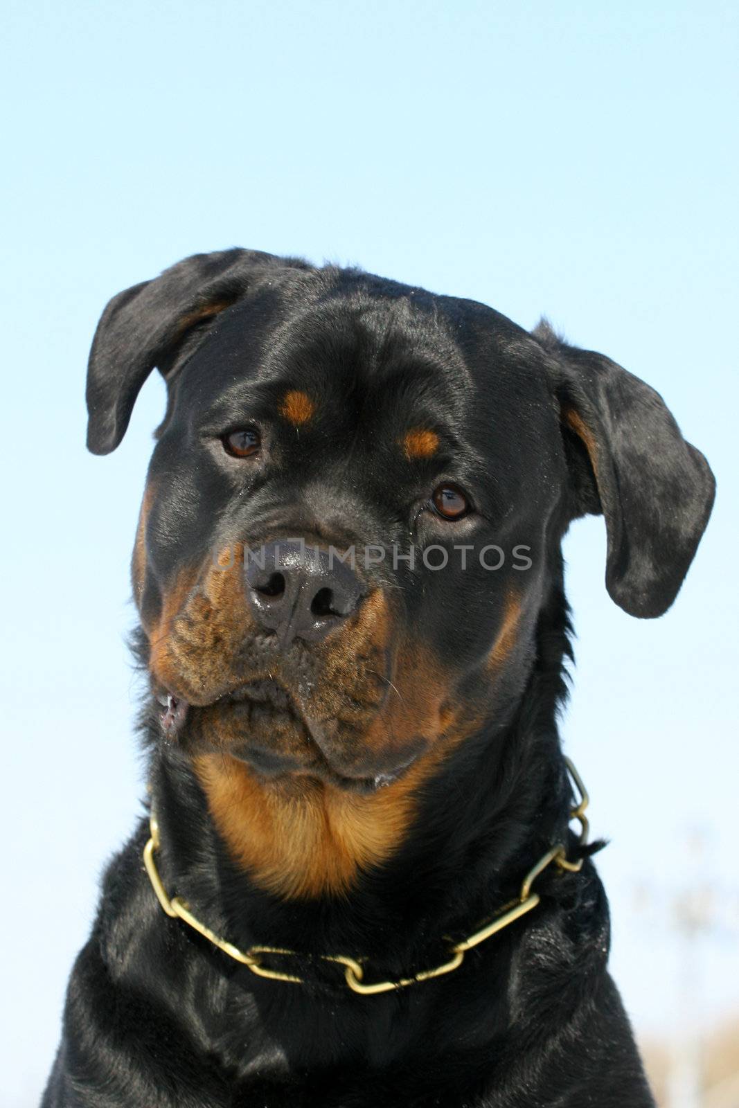 Rottweilers portrate by gsdonlin