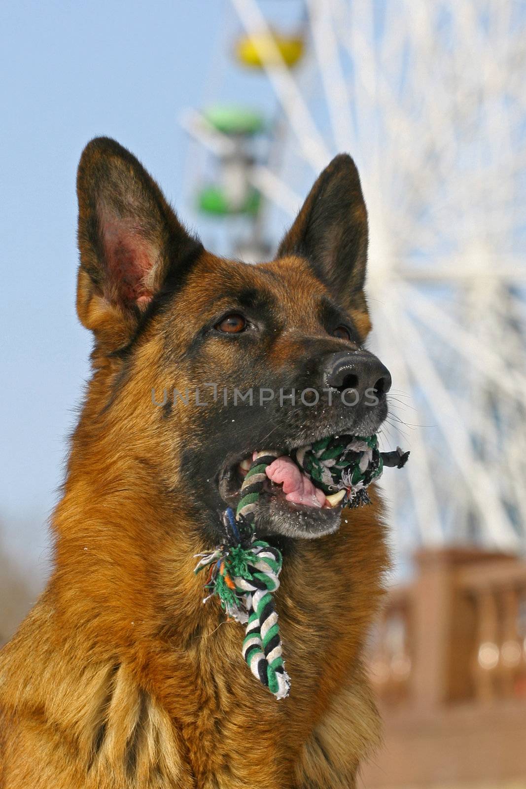 Dog and toy by gsdonlin