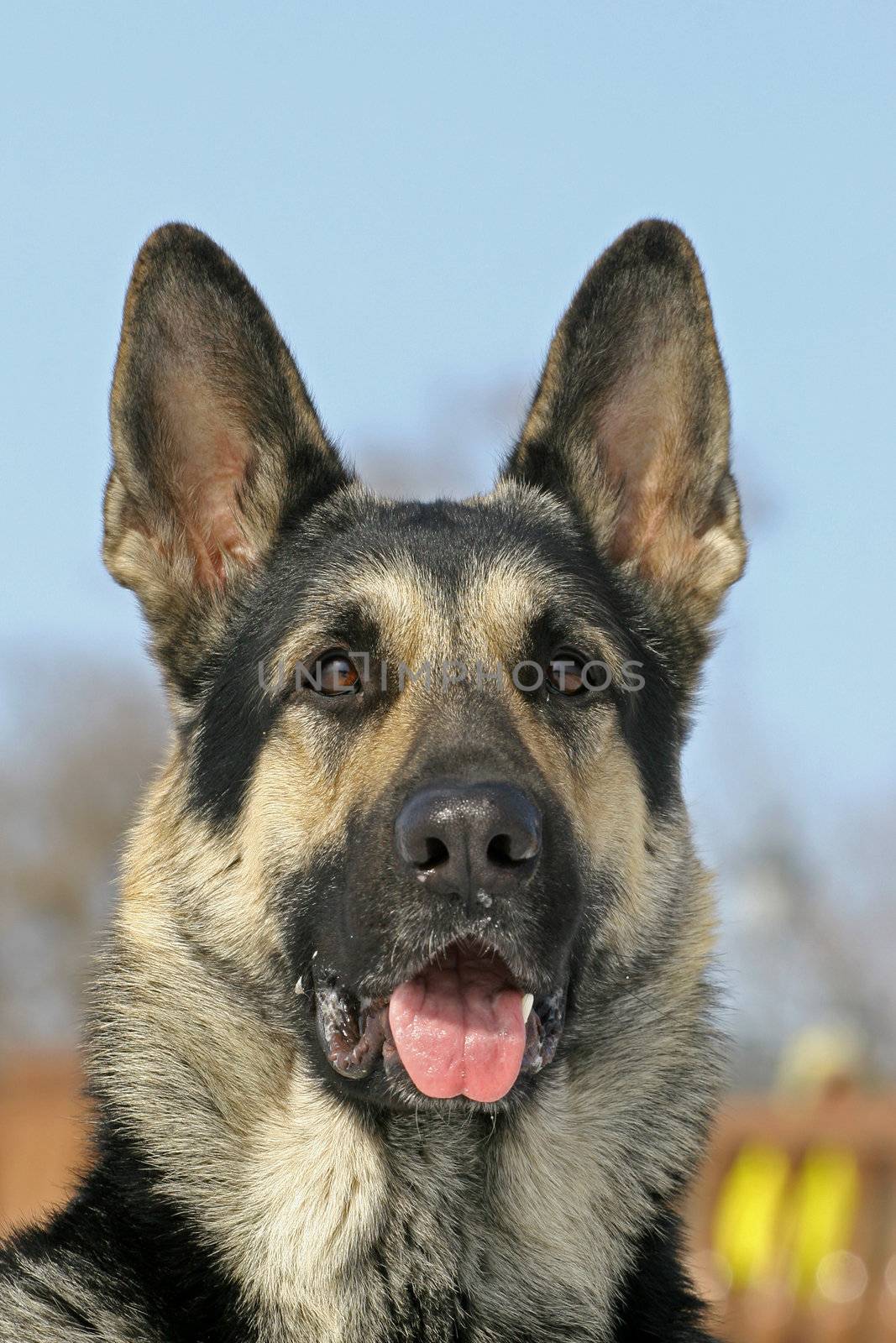 The portrate of east shepherd dog by gsdonlin