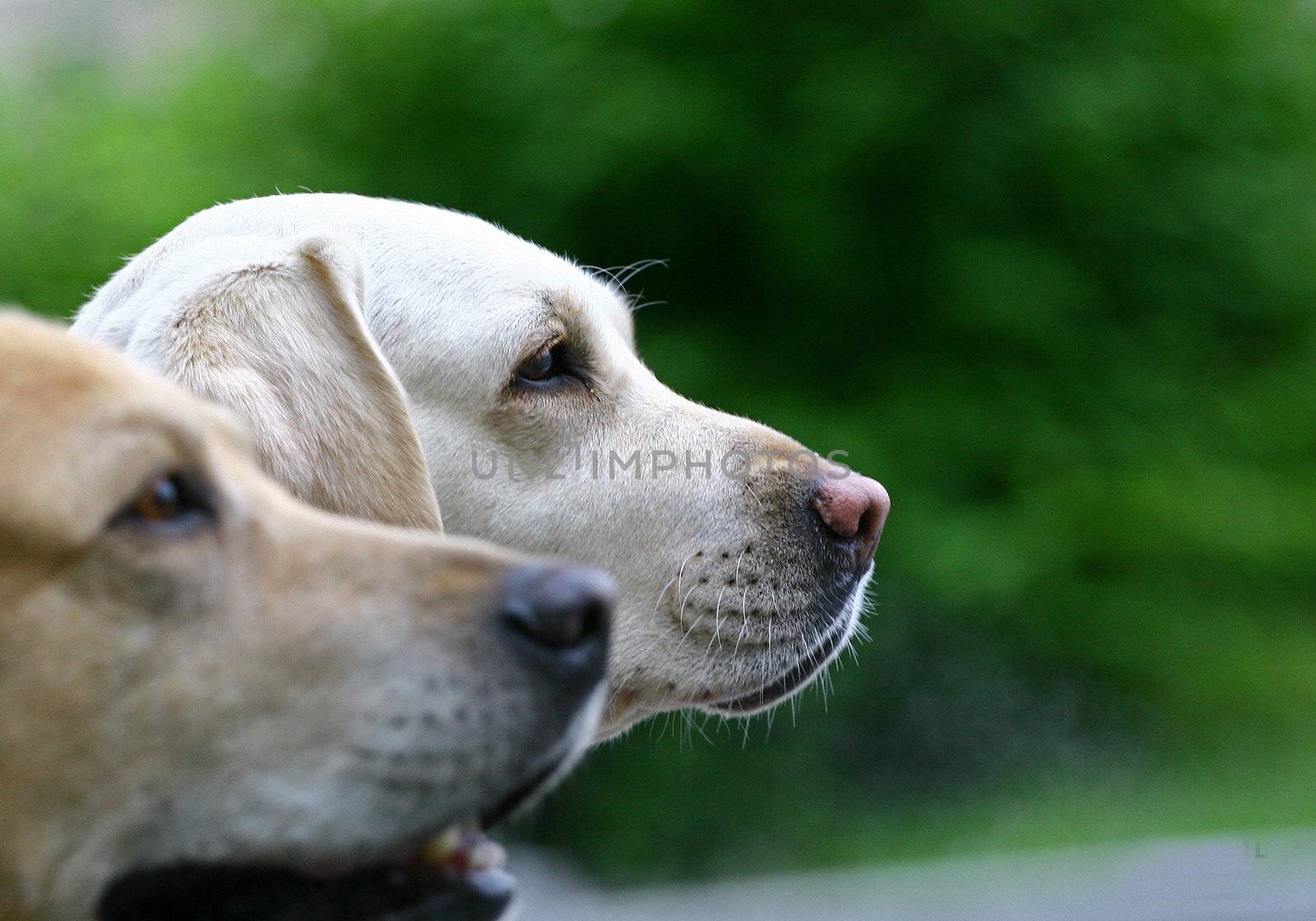 2 white labradors outdoor on a green