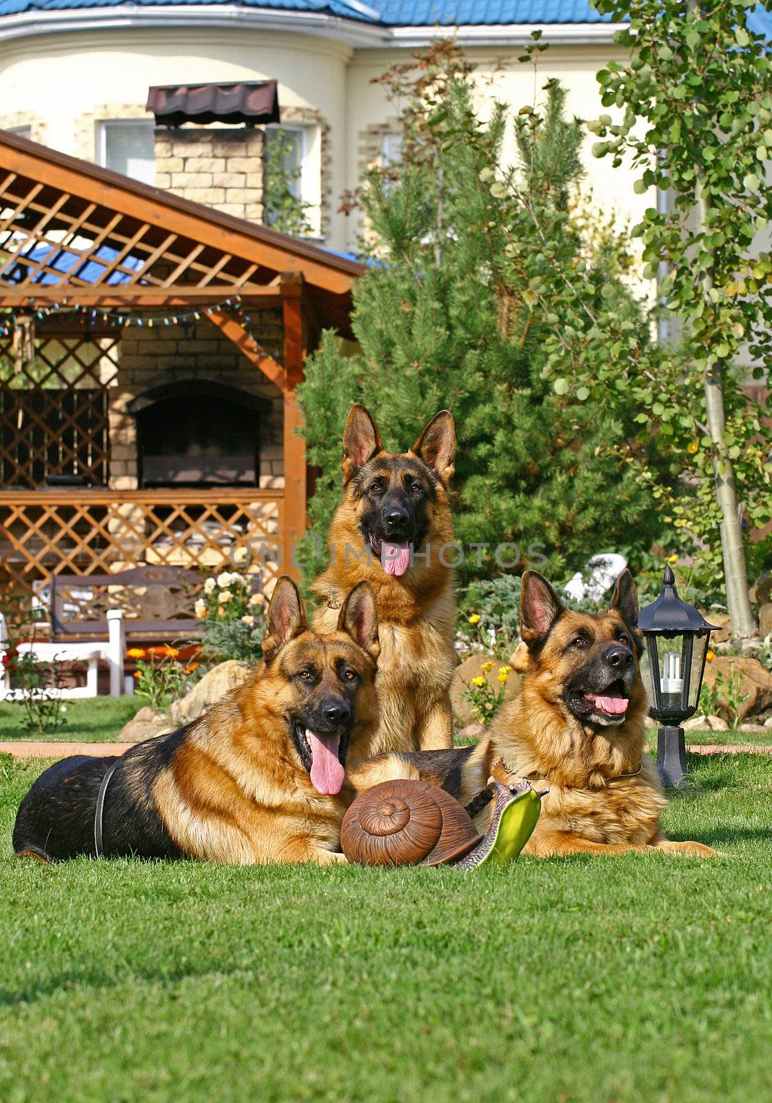 3 german shepherds on the green grass above a Toy snail