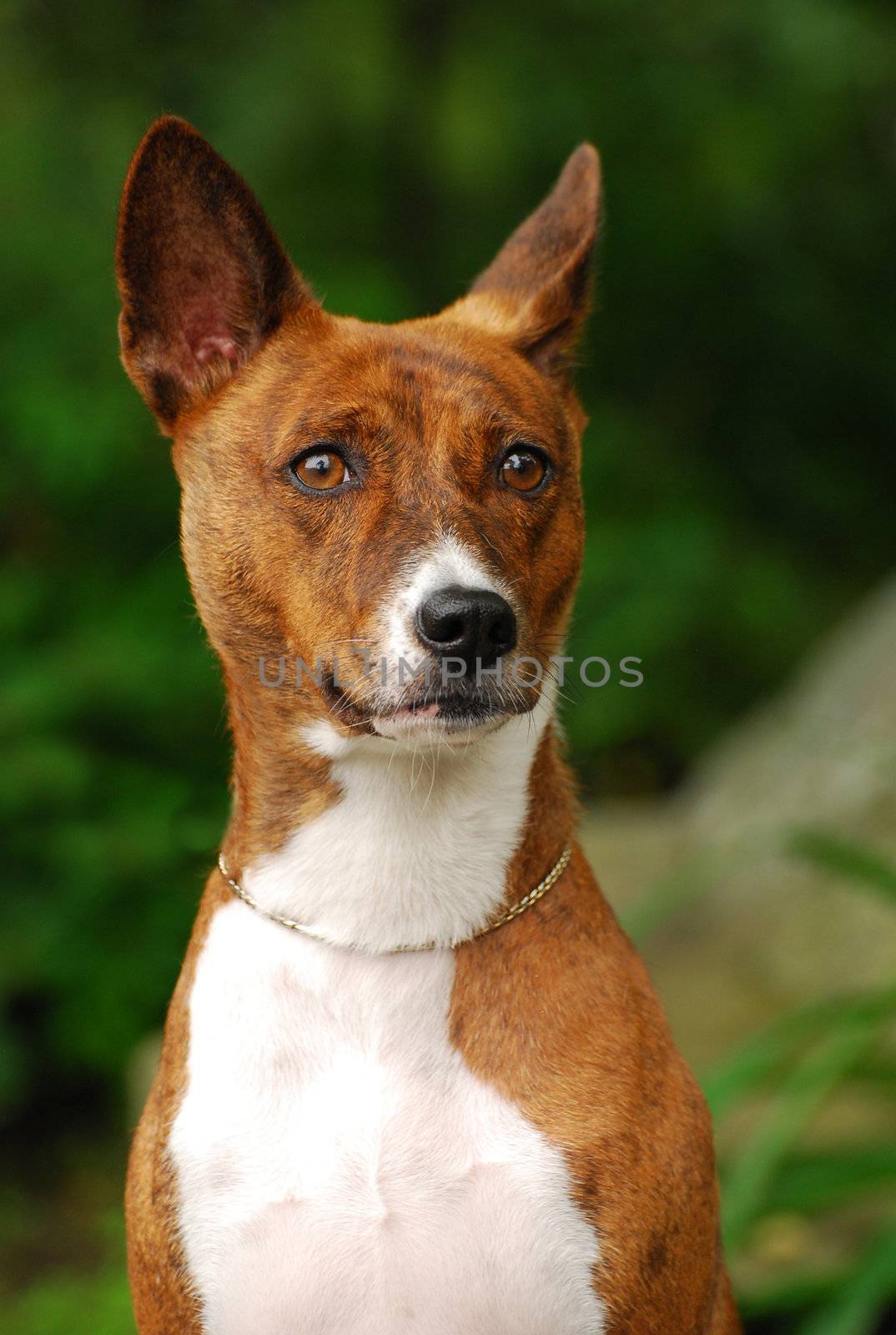 The Basenji is a breed of hunting dog portrait