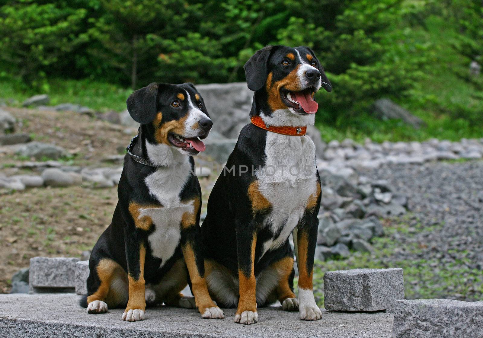 Two Entlebucher Sennenhund dogs