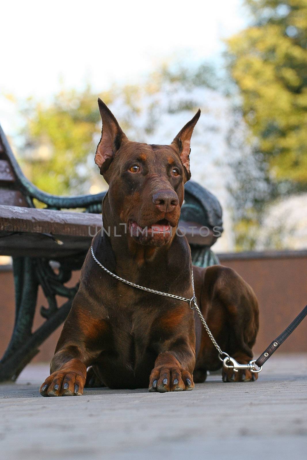 Doberman dog in park by gsdonlin