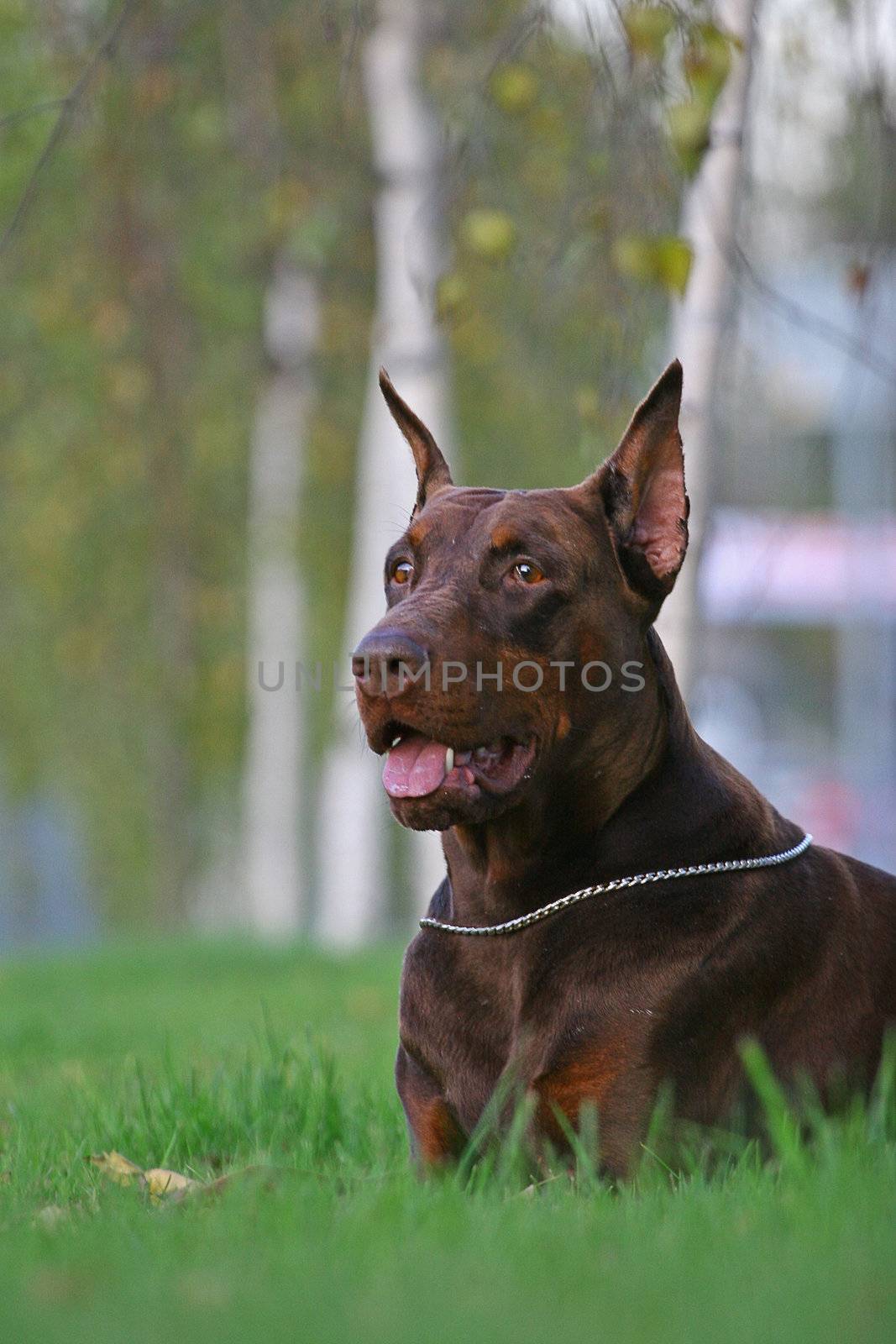 Doberman dog in grass by gsdonlin