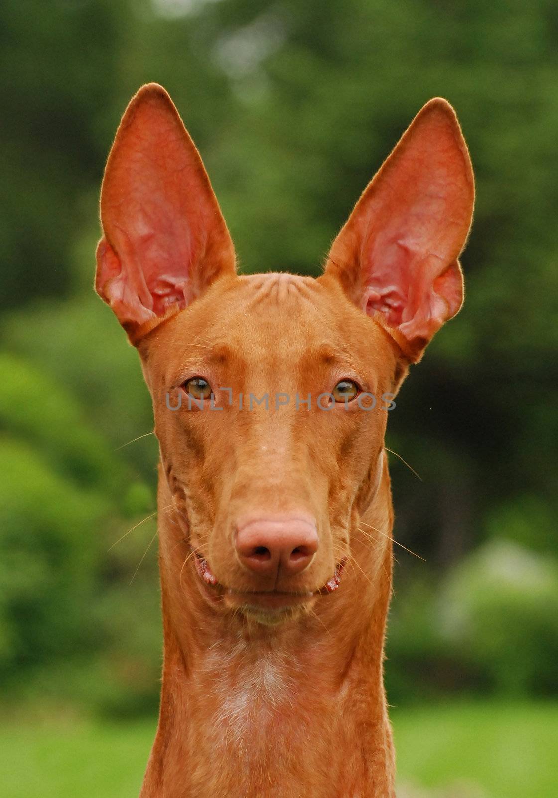 pharaoh hound dog portrait