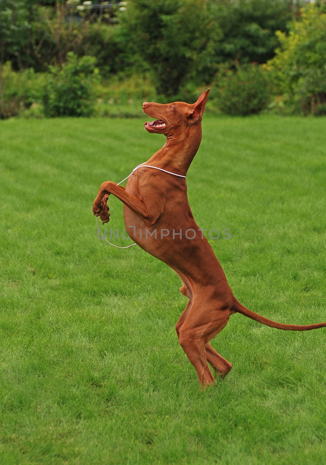 Dancing dog, pharaoh hound by gsdonlin
