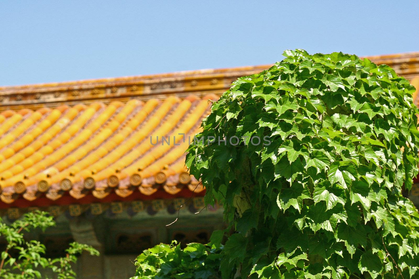 Ellow China roof in green for background