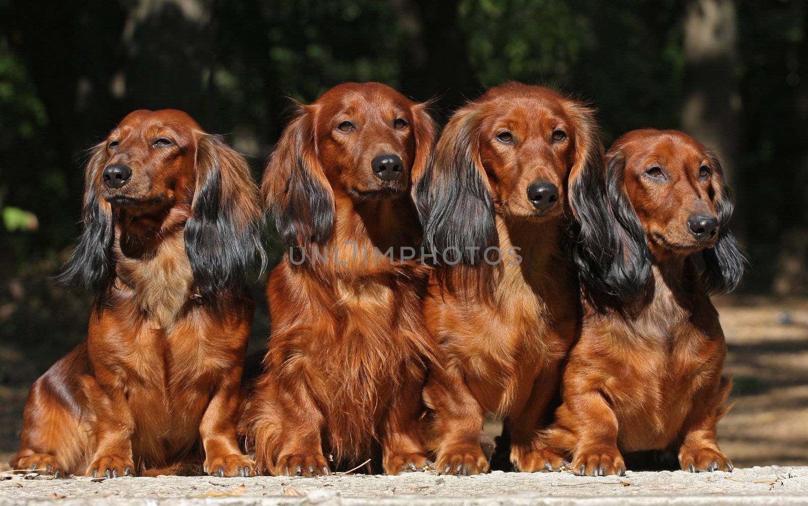 Four dogs sitting together by gsdonlin