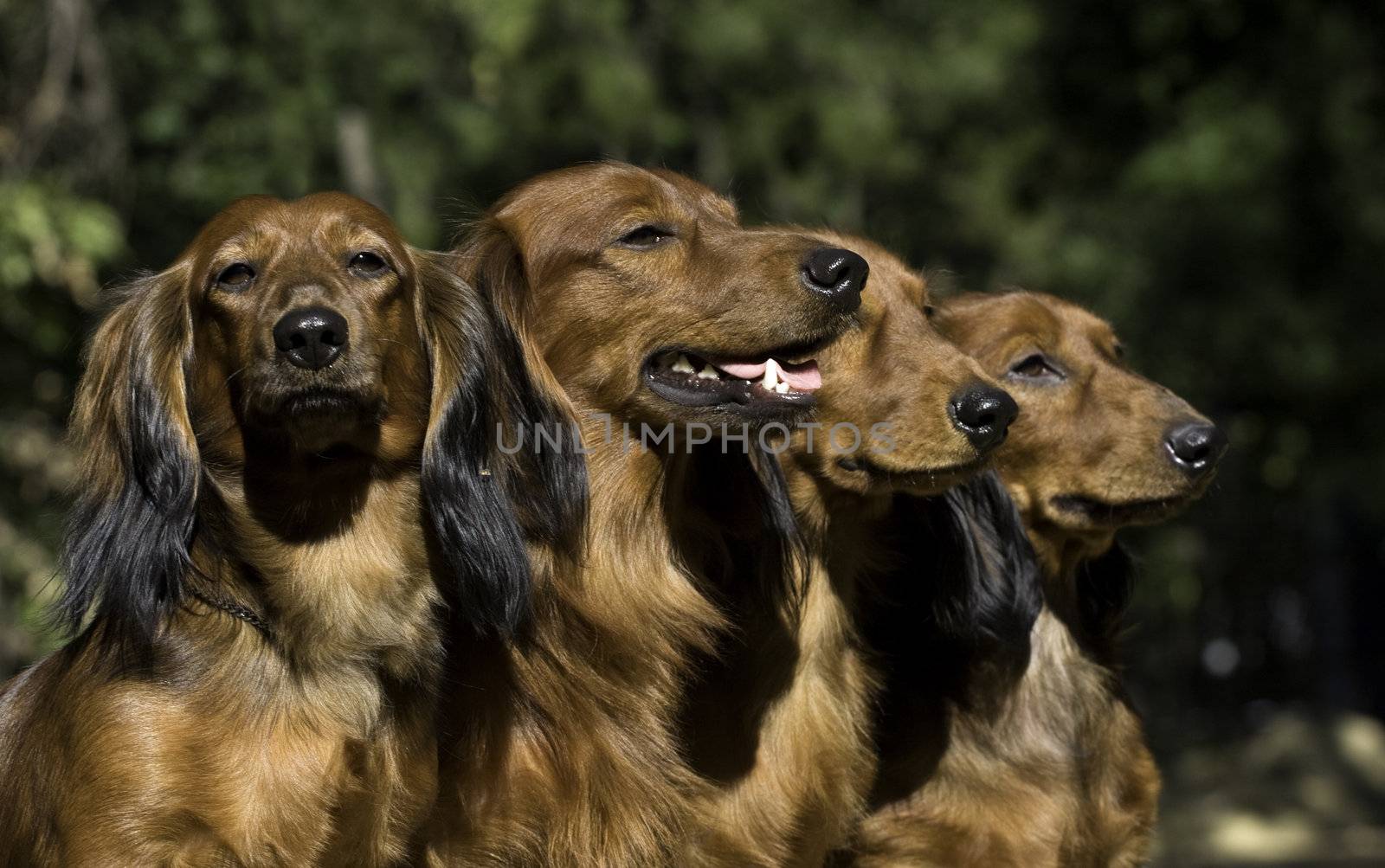 Four red Dachshund dogs sitting together 