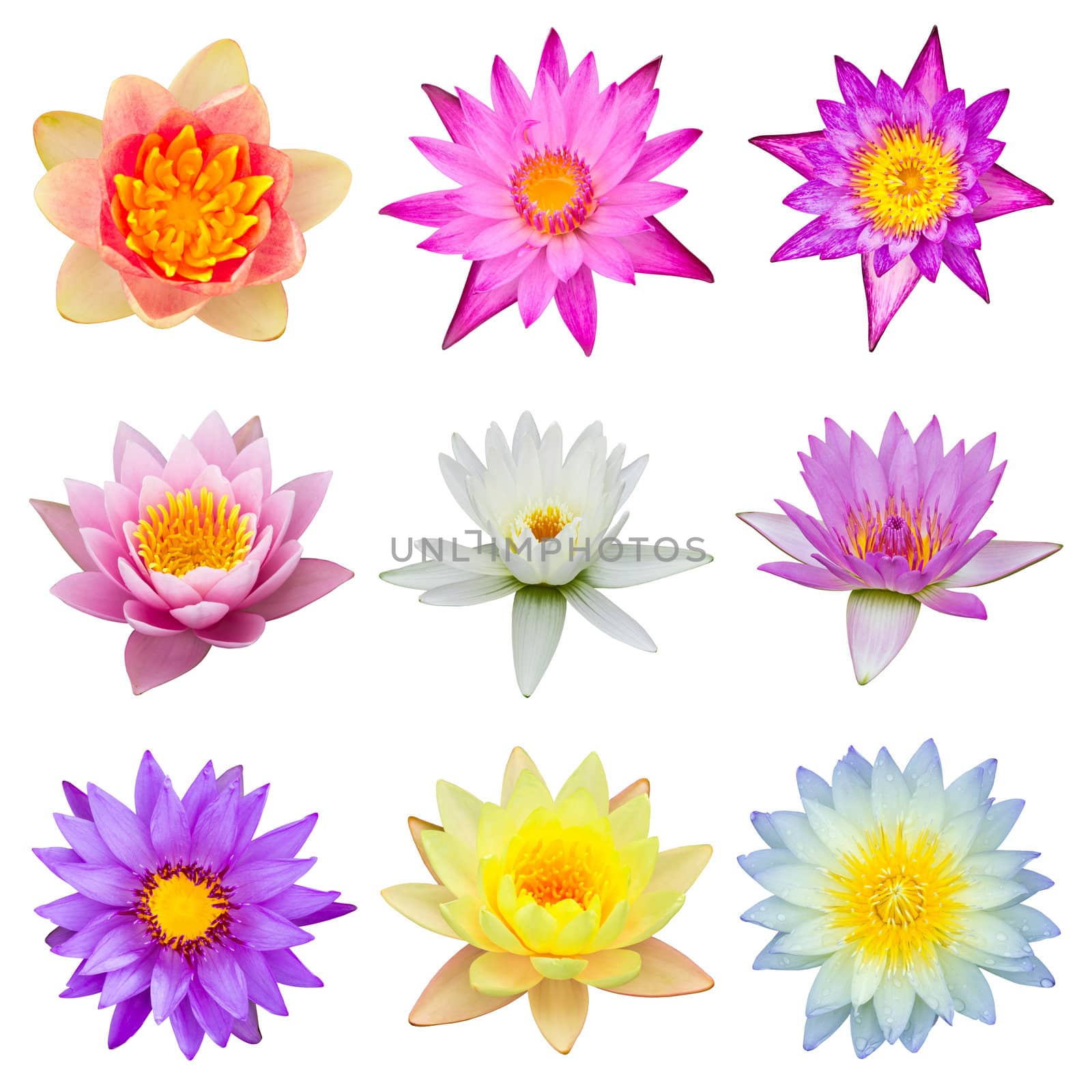 collection of water lily isolated