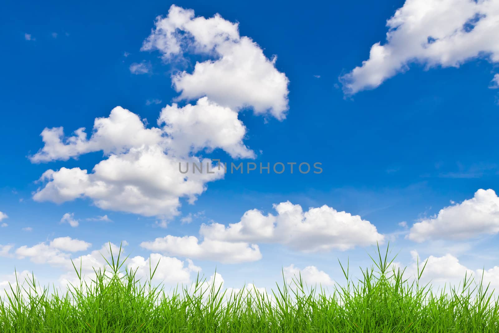 fresh spring green grass against blue sky