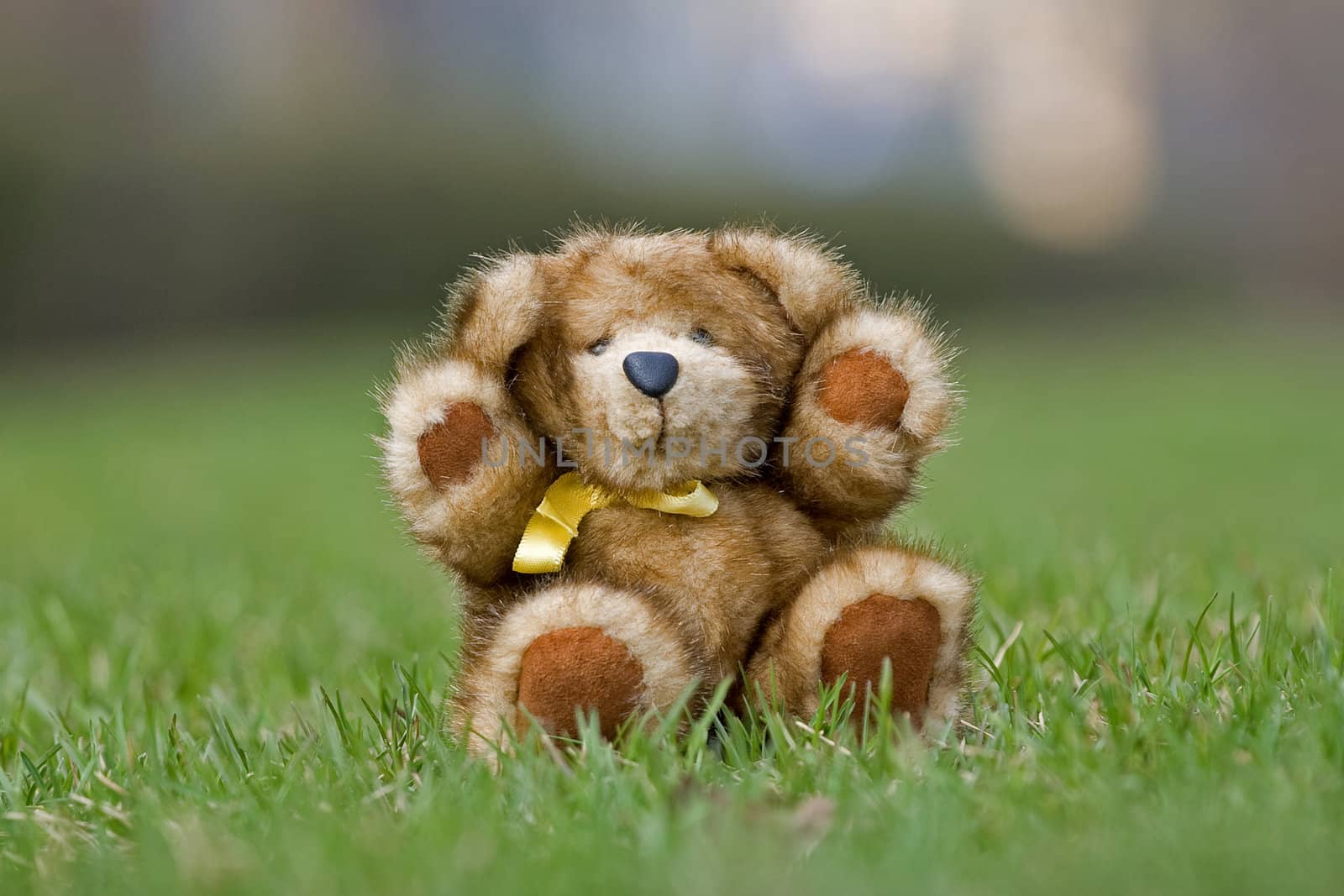 Teddy bear made by natural mink sitting on a grass