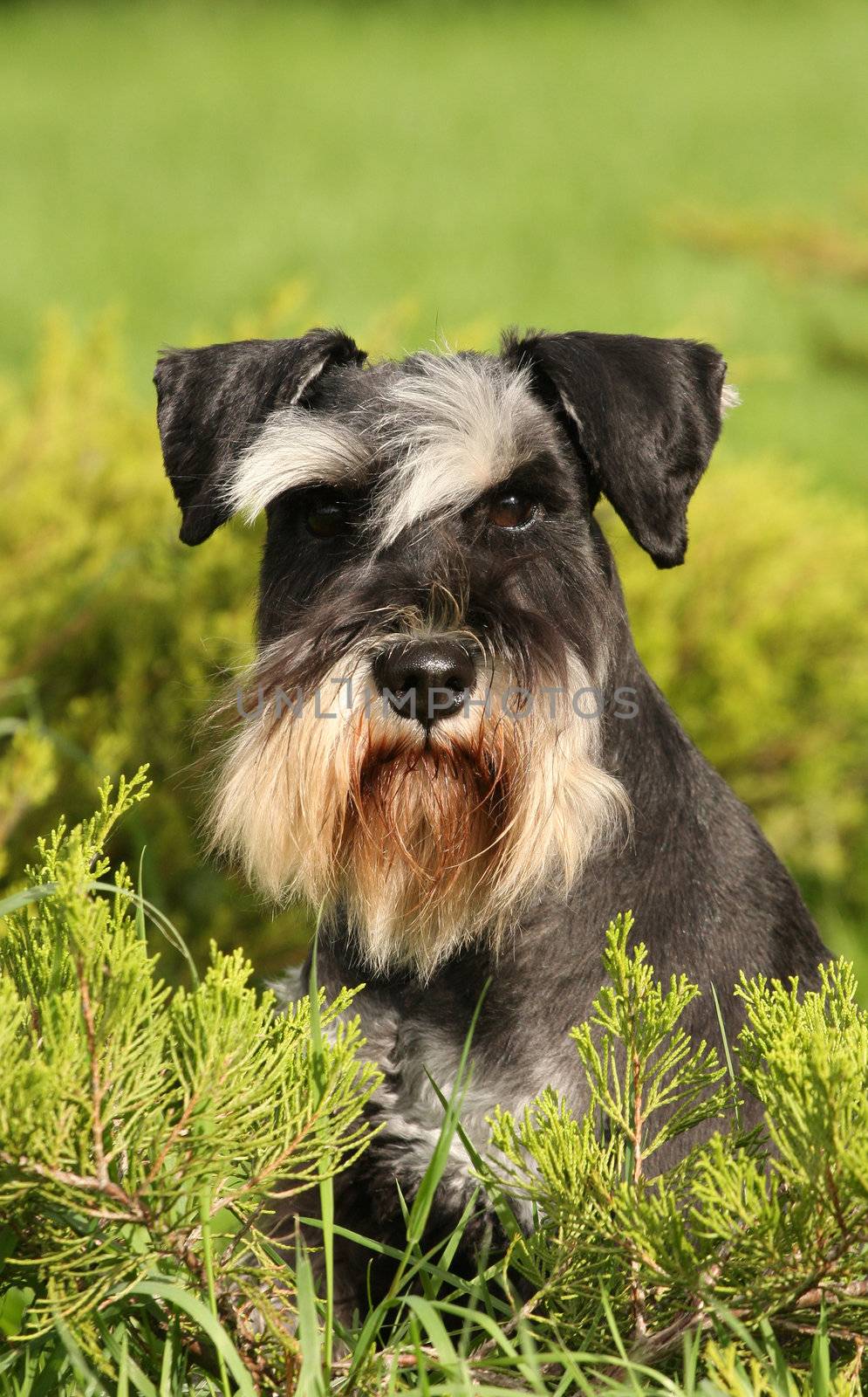 The portrate of black and silver dog on green