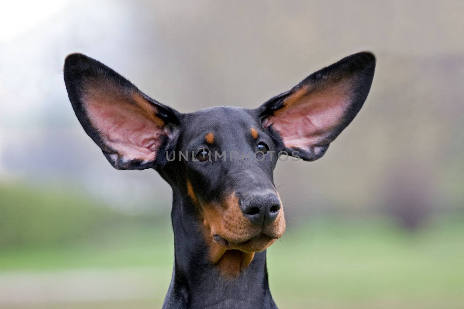 Dobermann puppy portrate, flying ears