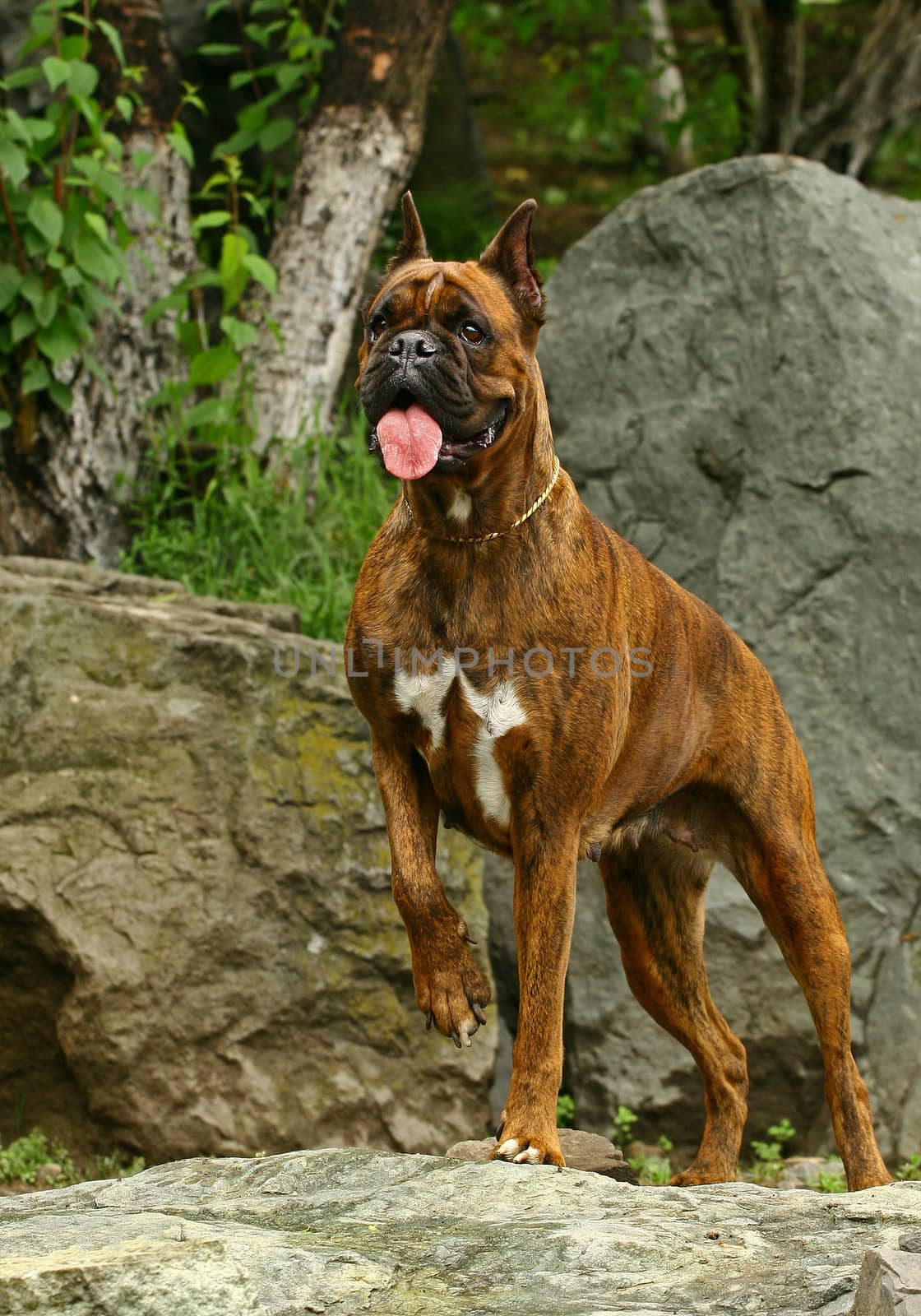 Boxer dog in stones garden