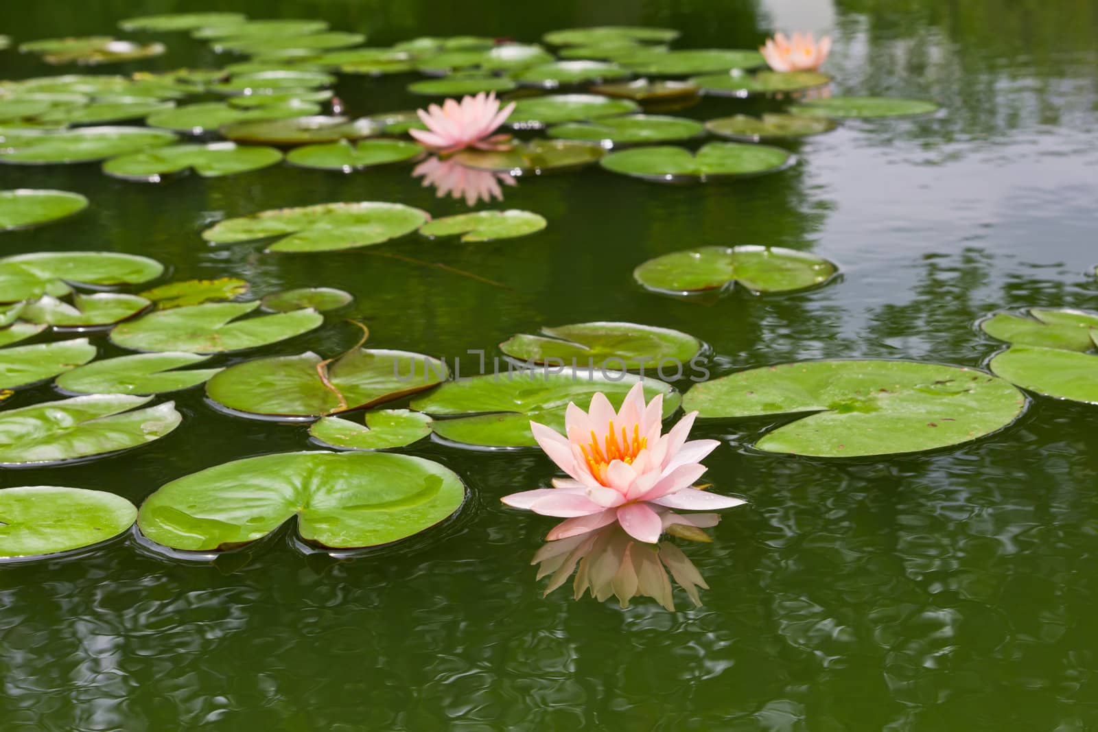 pink water lily and leaf in pond by tungphoto