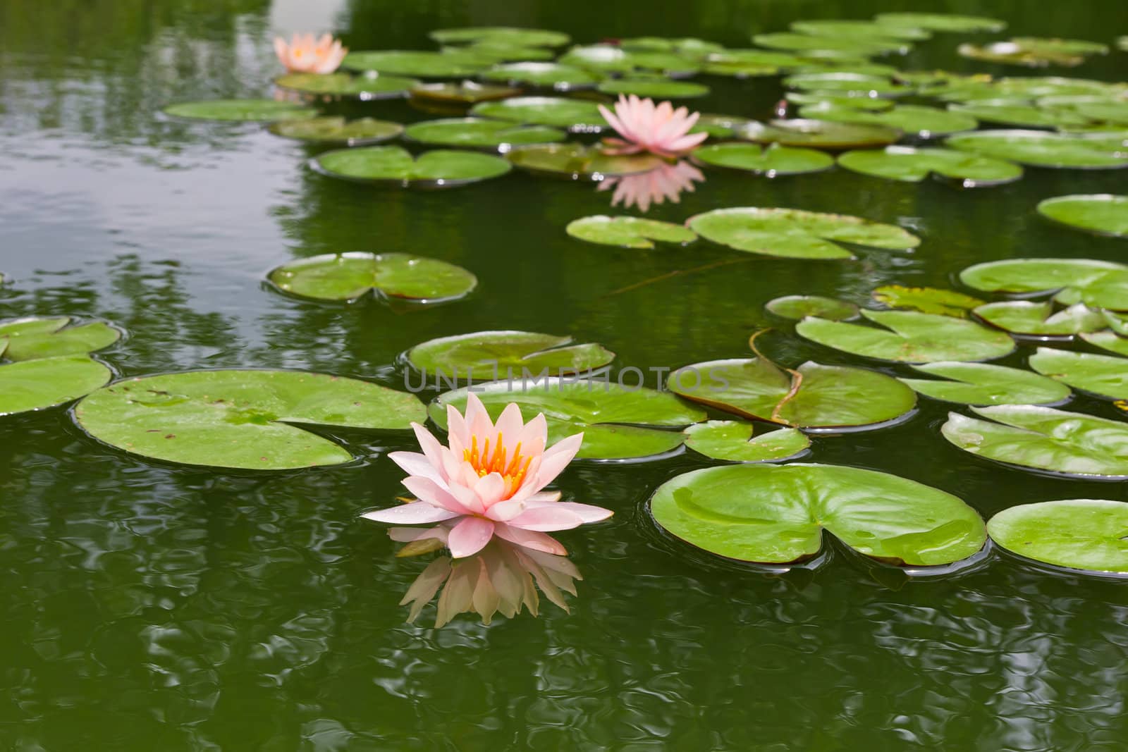 pink water lily and leaf in pond by tungphoto