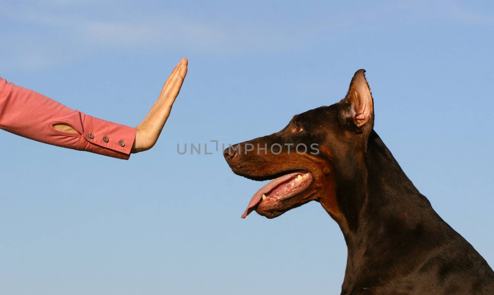 Woman hand showing the stop simbol for dog