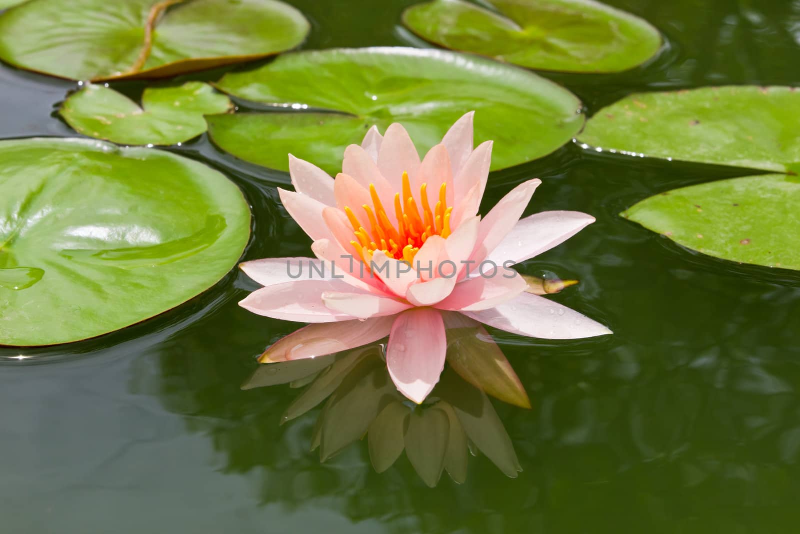 pink water lily and leaf in pond by tungphoto