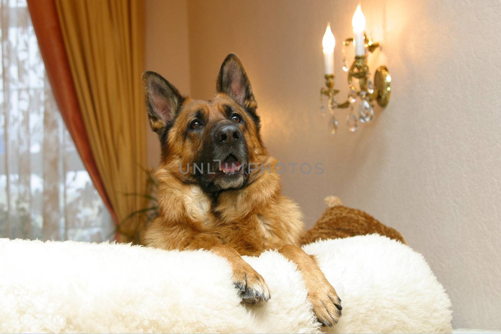 German shepherd dog lying on a white sofa