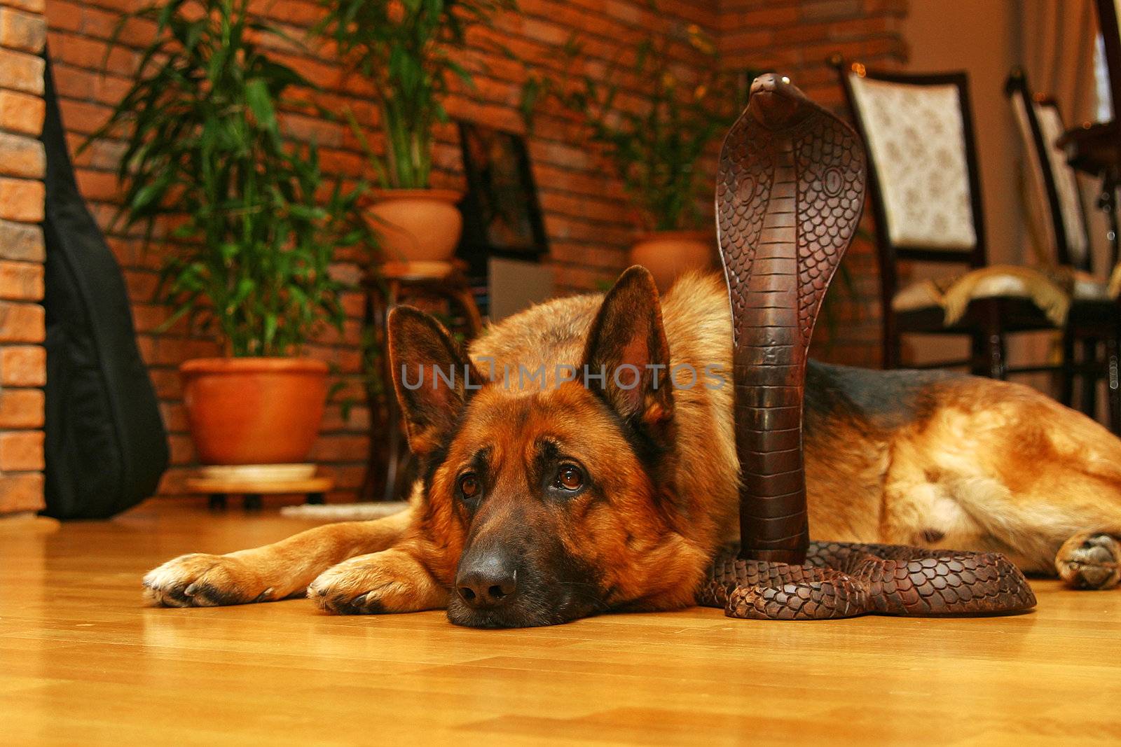 German shepherd dog above wooden snake