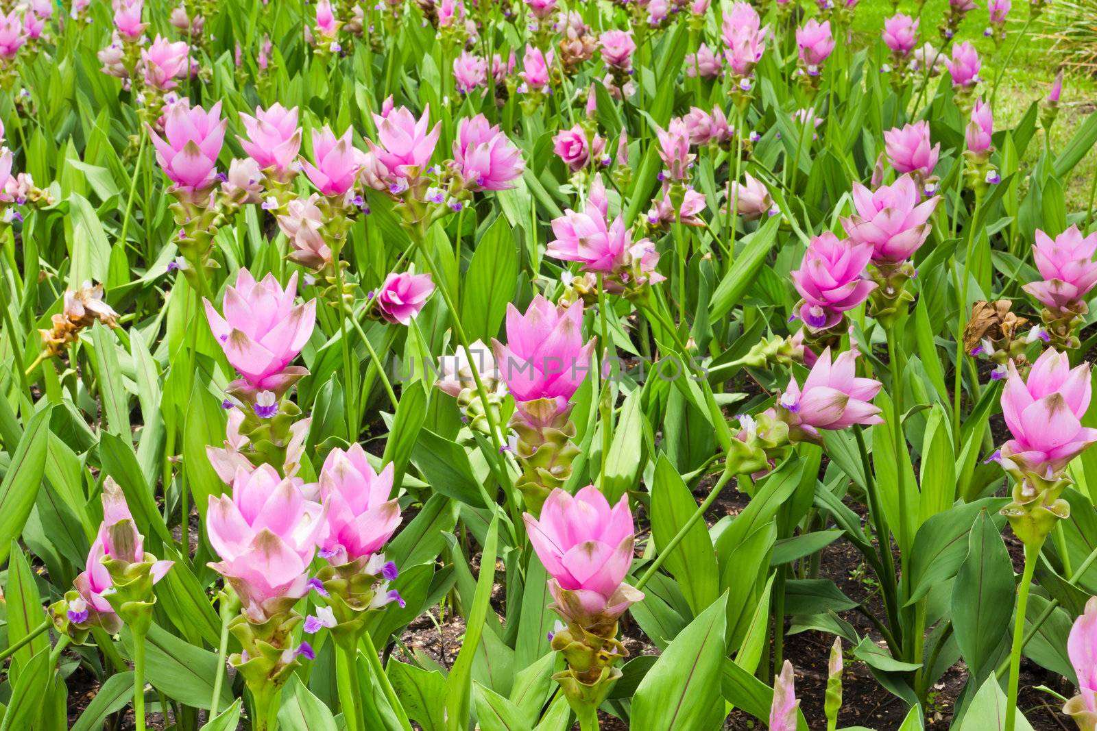 siam tulip field by tungphoto