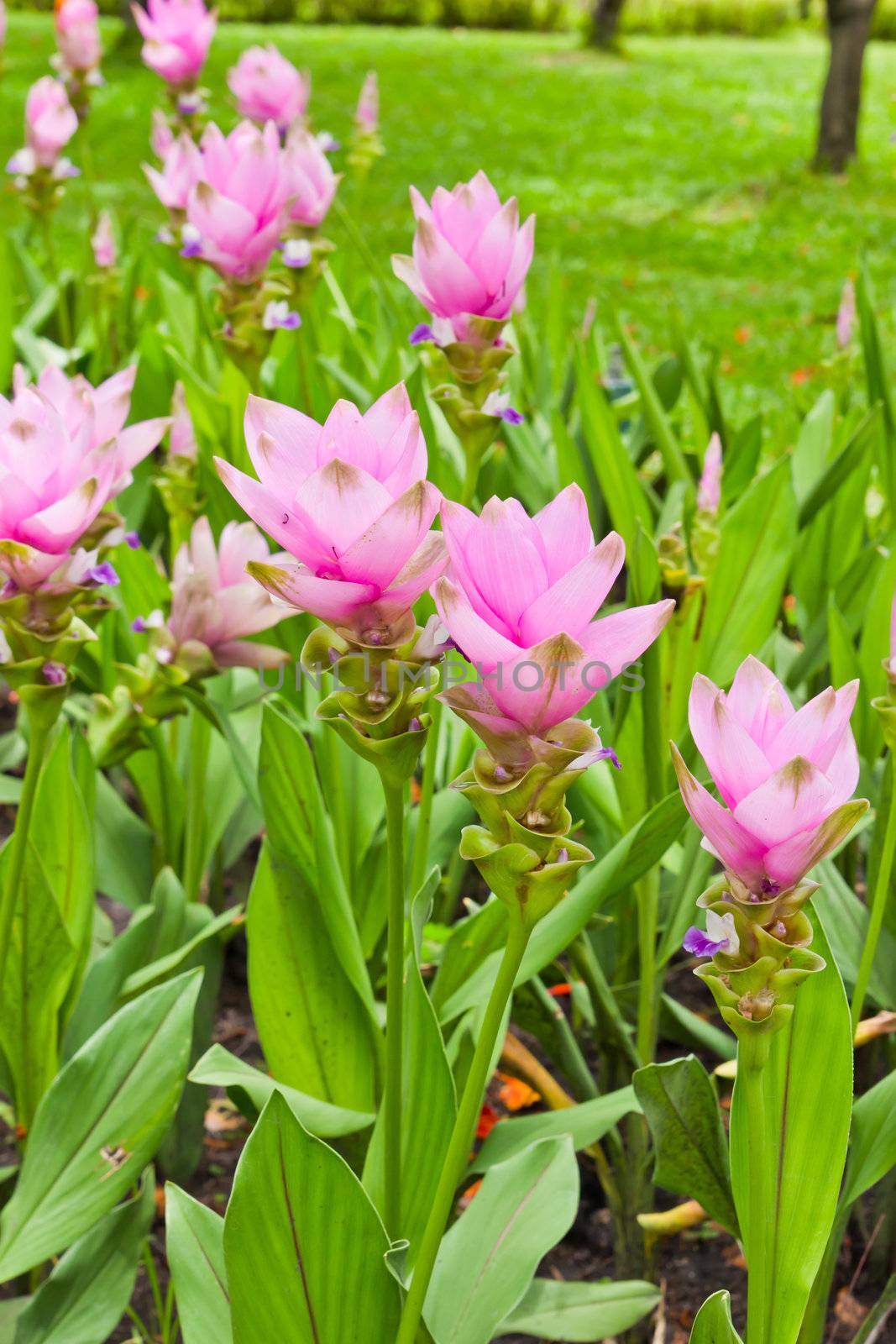 field of siam tulip flowers