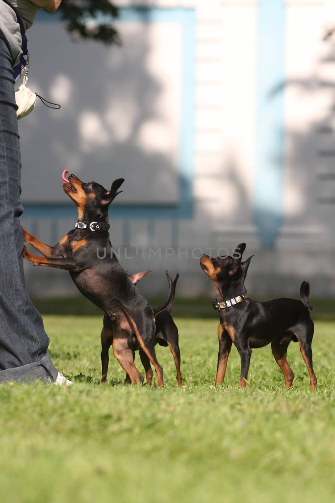 Funny pincher dog standing up on his rear legs in the park