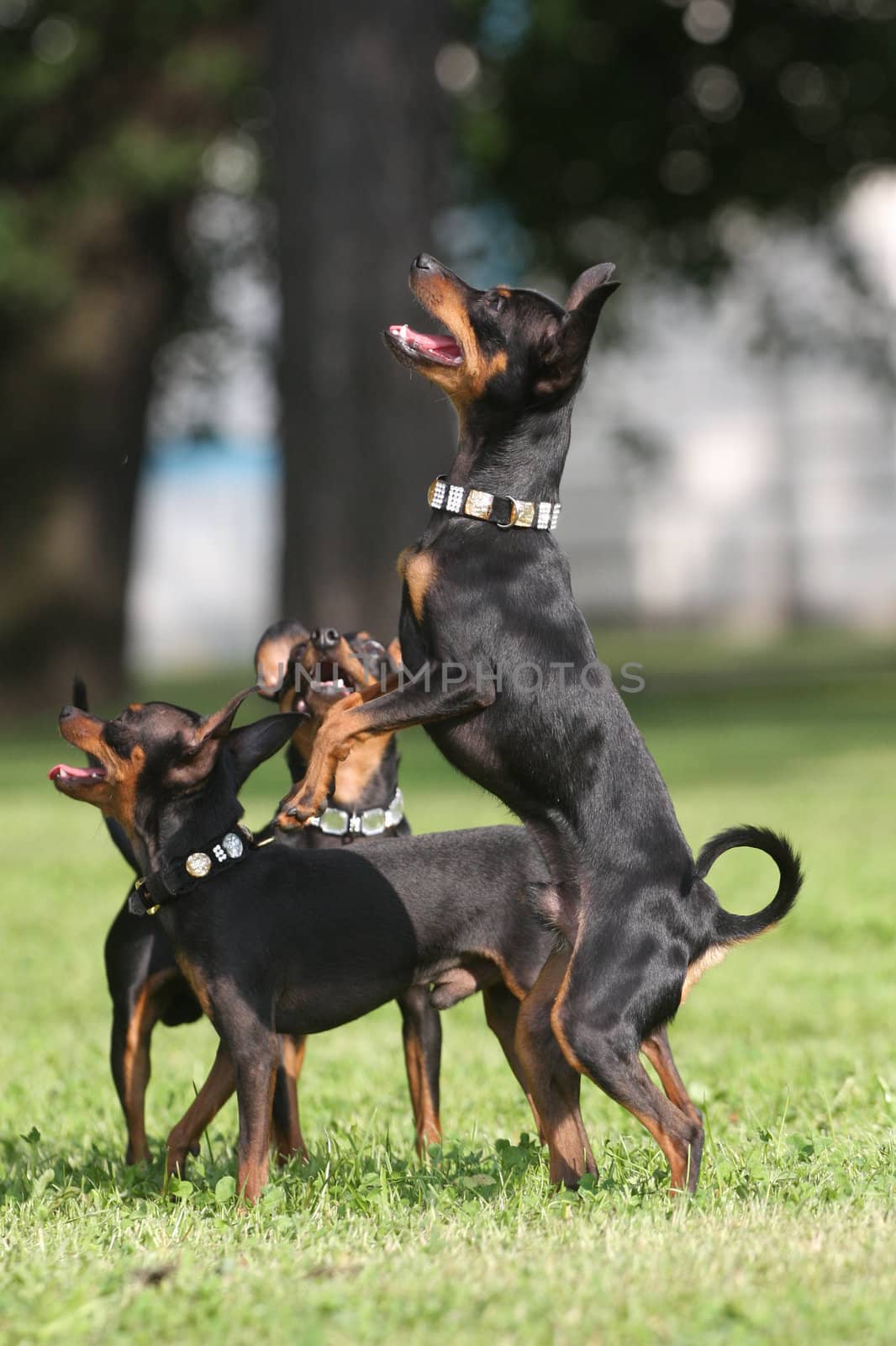 Funny pincher dog standing up on his rear legs in the park