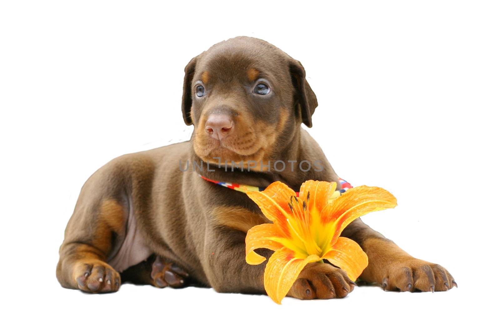 Doberman puppy with yellow flower, isolated