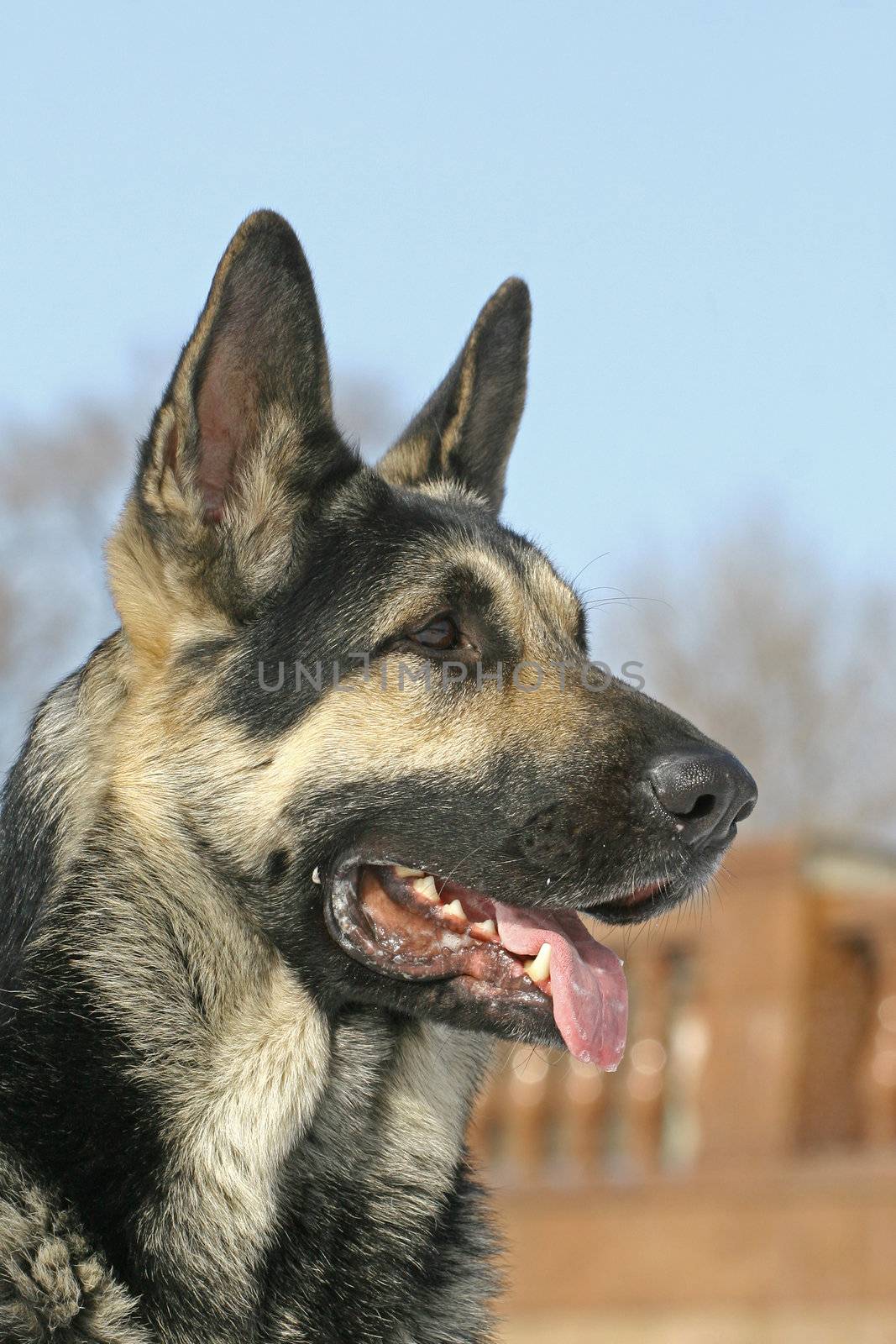 East shepherd dog