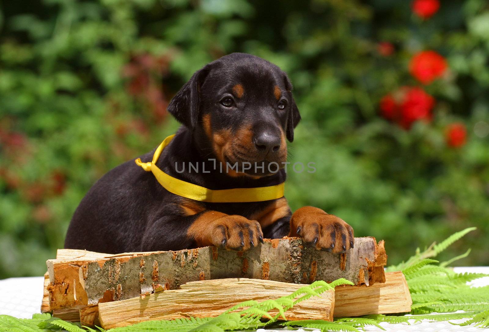 Black dobermann puppy lying on a wooden plate