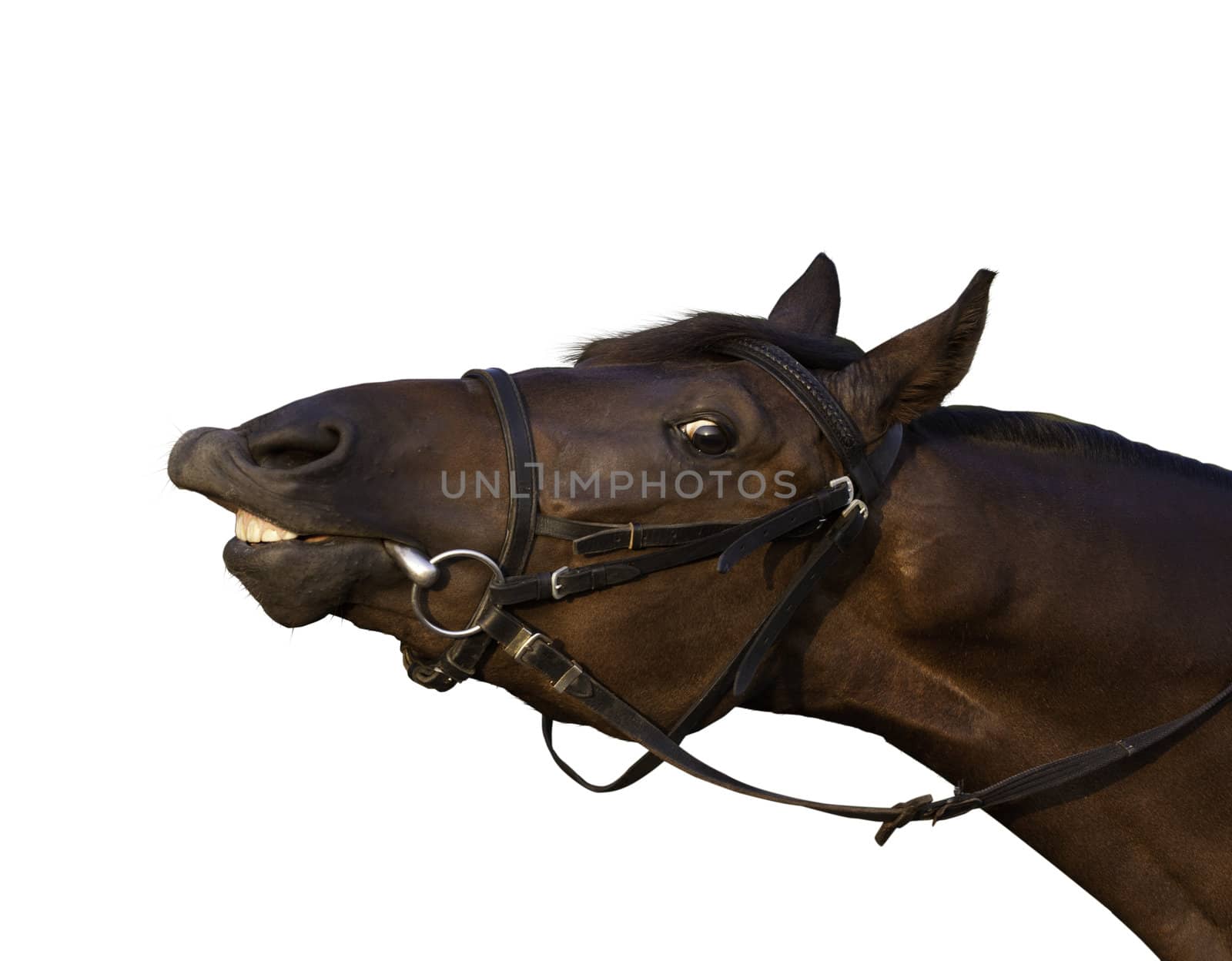 Funny tan horse close-up try to eat a branch with a silly expression on it's face