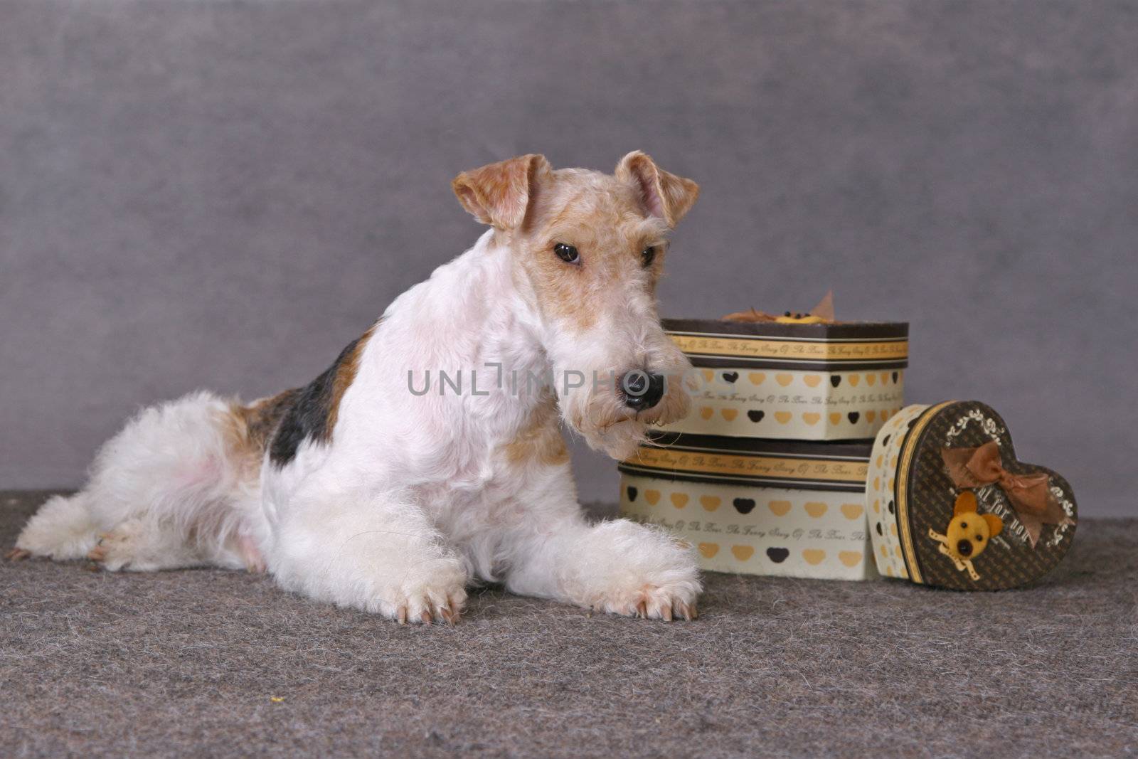 Wired fox terrier dog staing on a gift boxes