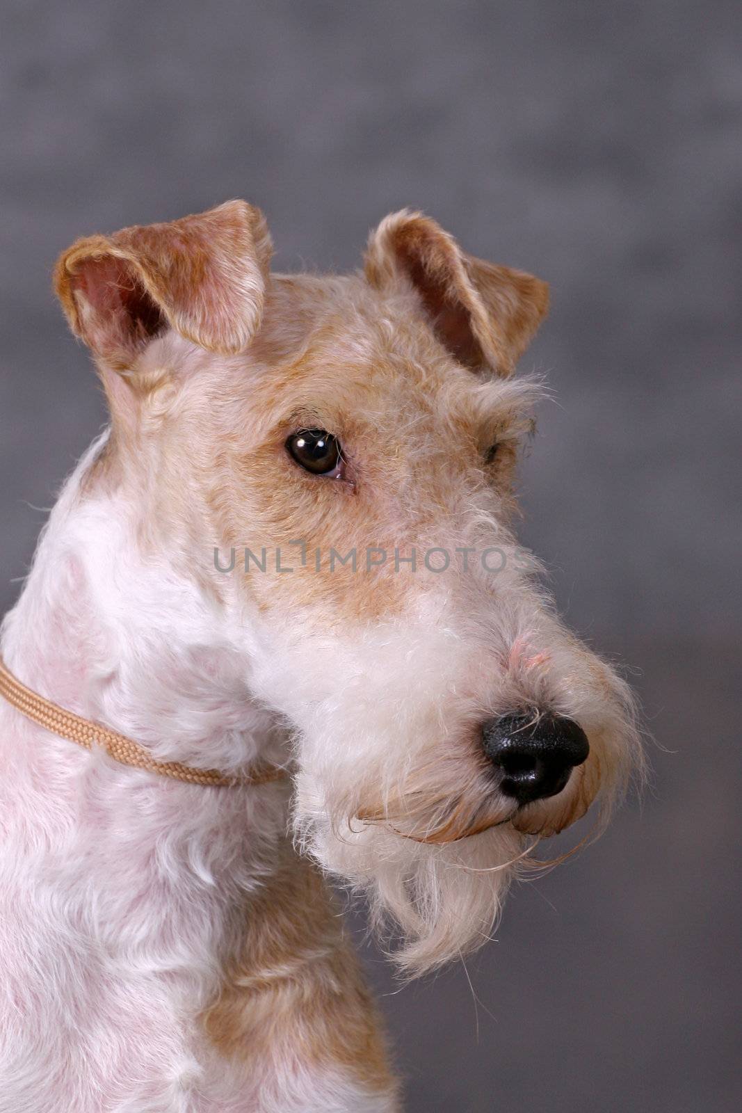 Wired fox terrier dog portrate on a grey background