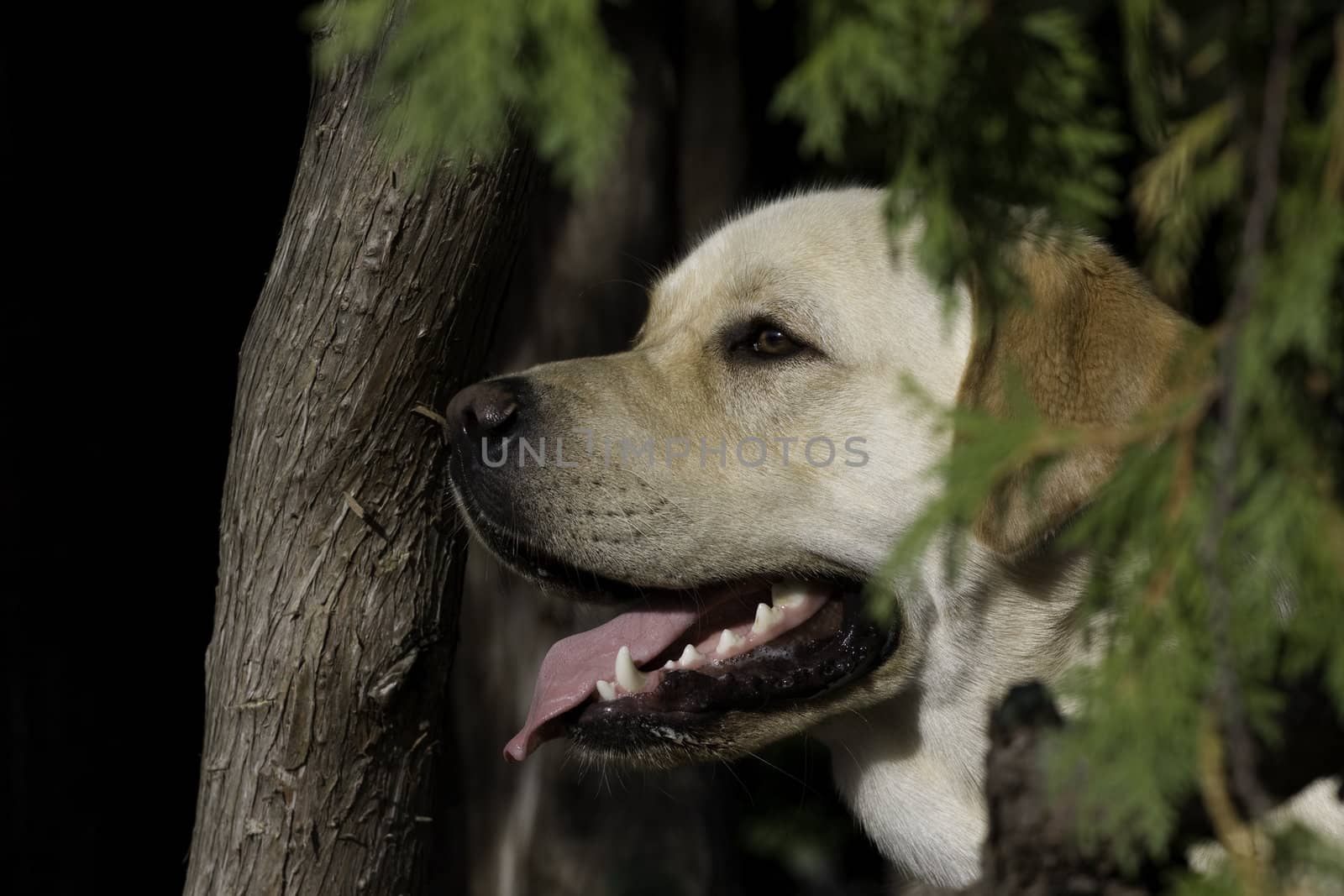 White dog face in forest