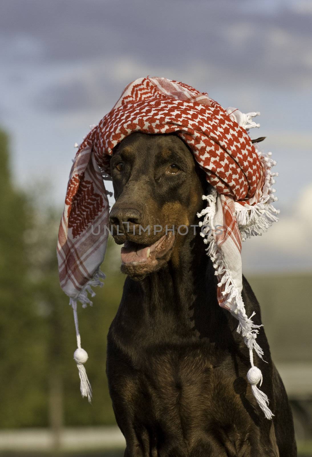 Dog in hat by gsdonlin