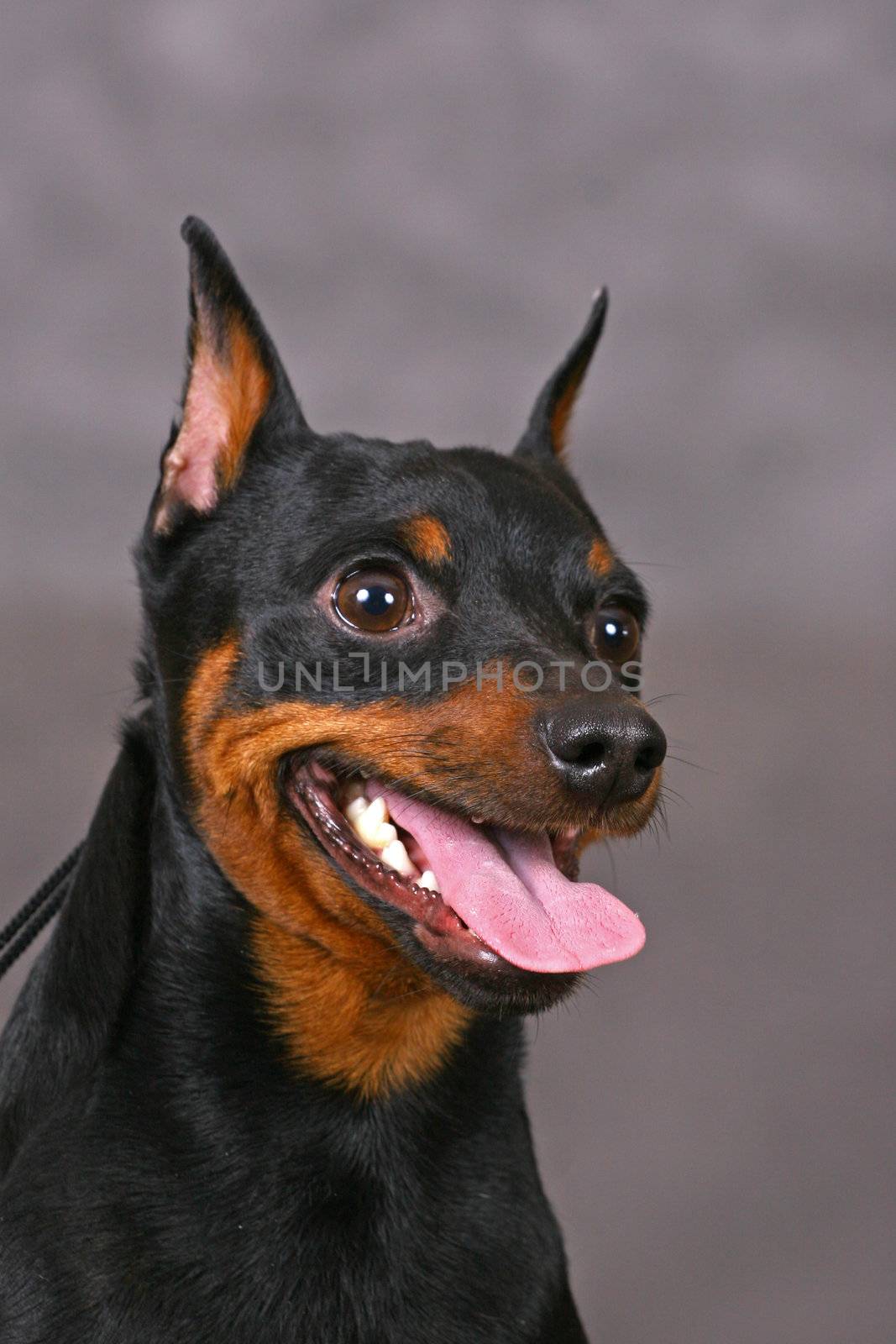 Smiling Zwerg pinscher dog on a gray background